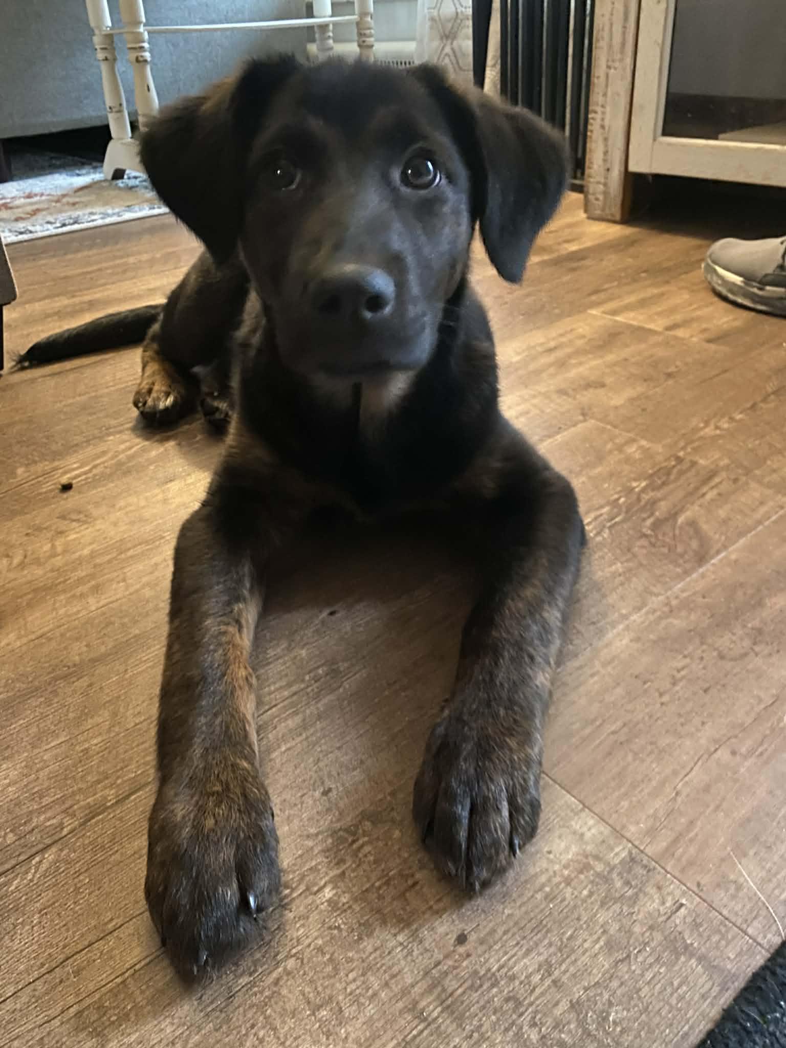 Phyllis & Phoebe , a ADOPTABLE mixed breed in Blue Bell, PA image 5/5