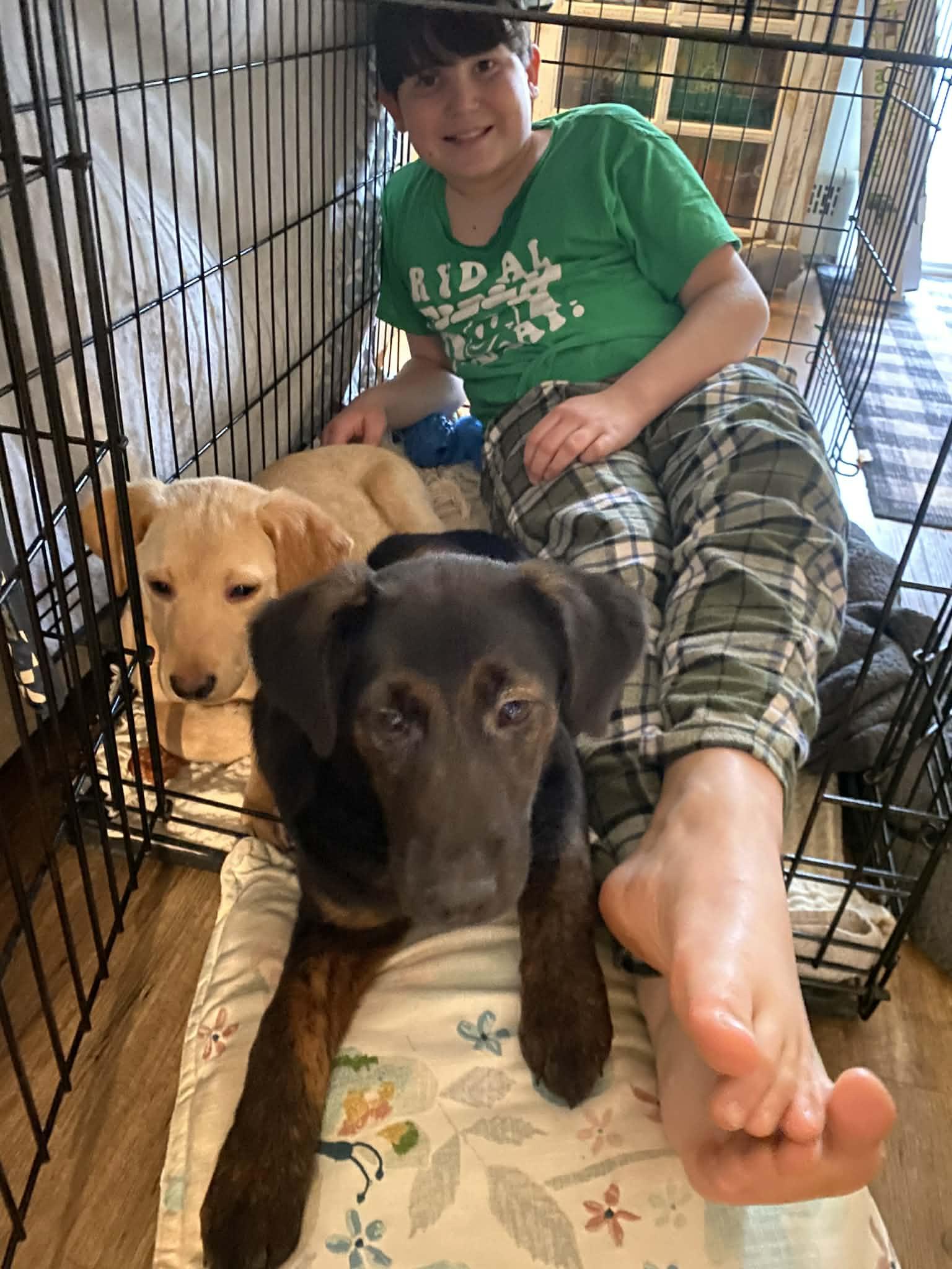 Phyllis & Phoebe , a ADOPTABLE mixed breed in Blue Bell, PA image 3/5