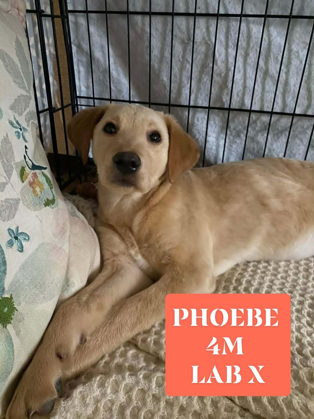 Phyllis & Phoebe , ADOPTABLE, Puppy Female Yellow Labrador Retriever & Shepherd.