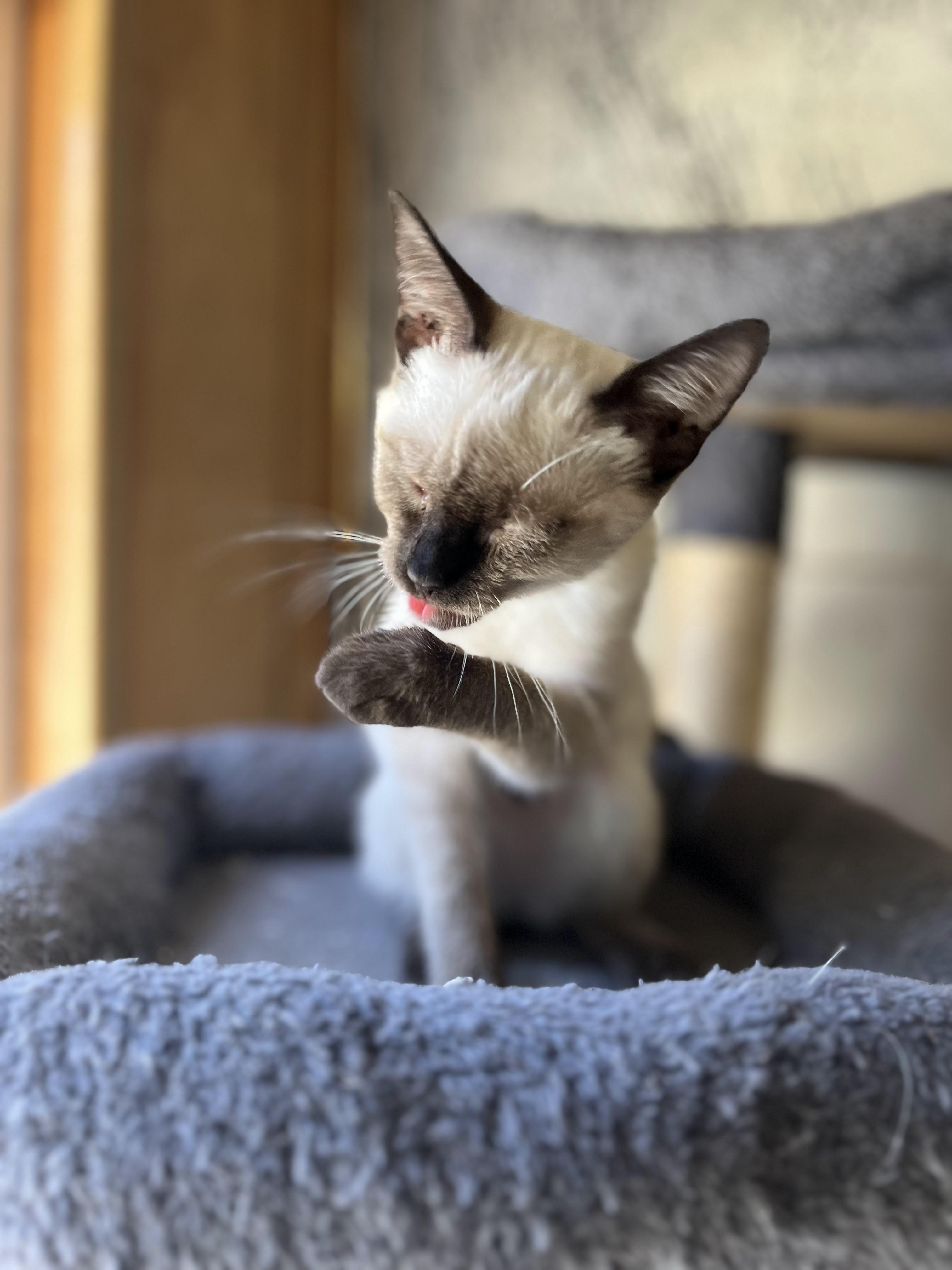 Nova, a Adopted Domestic Short Hair in Eugene, OR image 1/4