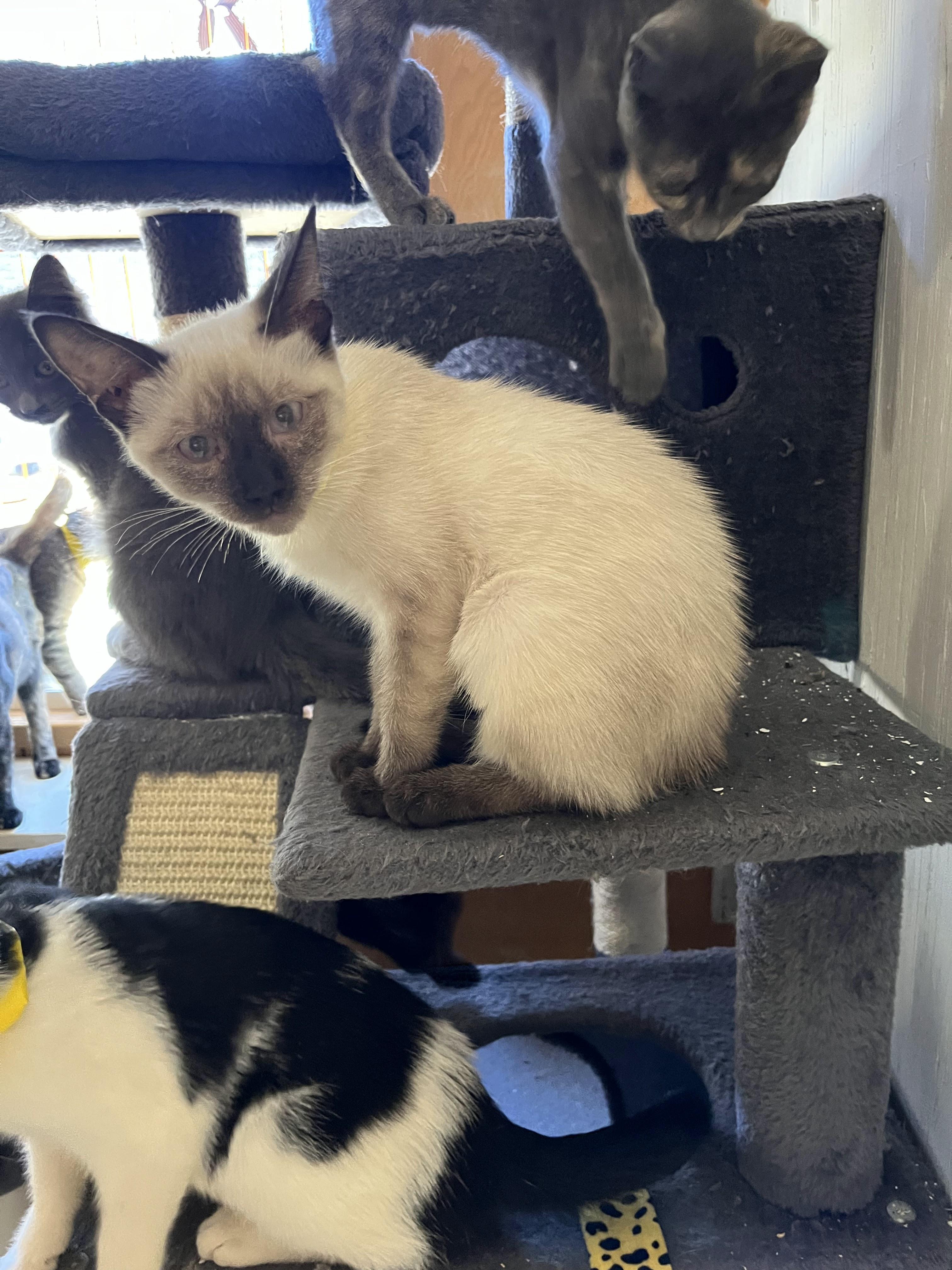 Nova, a Adopted Domestic Short Hair in Eugene, OR image 2/4