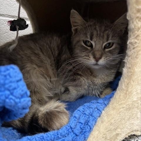 Enlarge Tigger *, a Adoptable Domestic Short Hair in Douglas, MI image 2/2