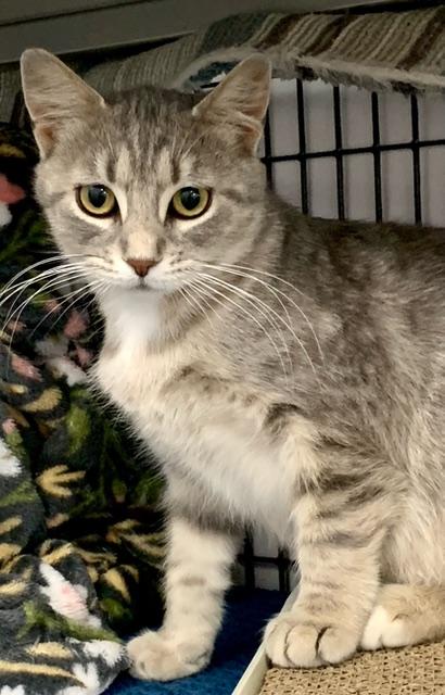 Enlarge Tigger *, a Adoptable Domestic Short Hair in Douglas, MI image 1/2