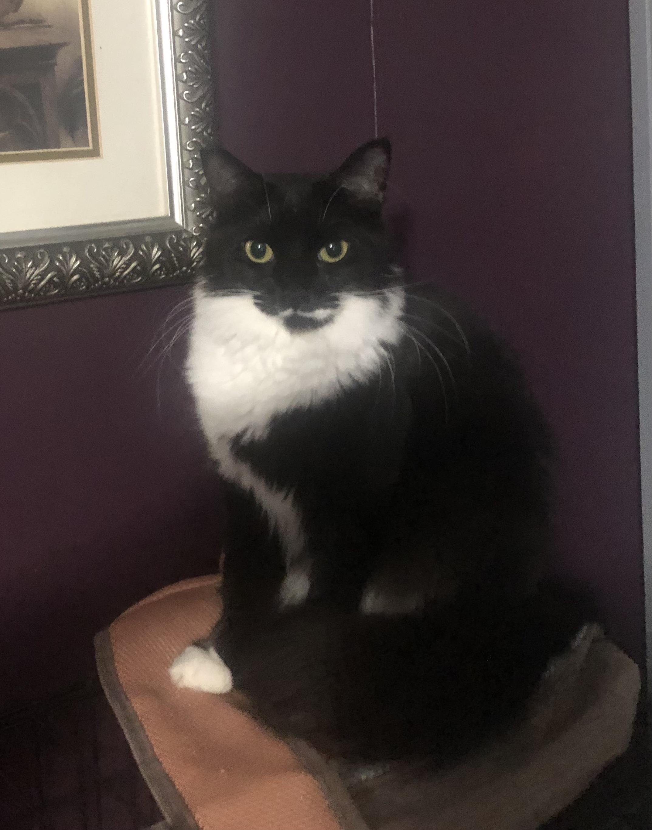 VICTORIA, Adoptable, Young Female Domestic Medium Hair.