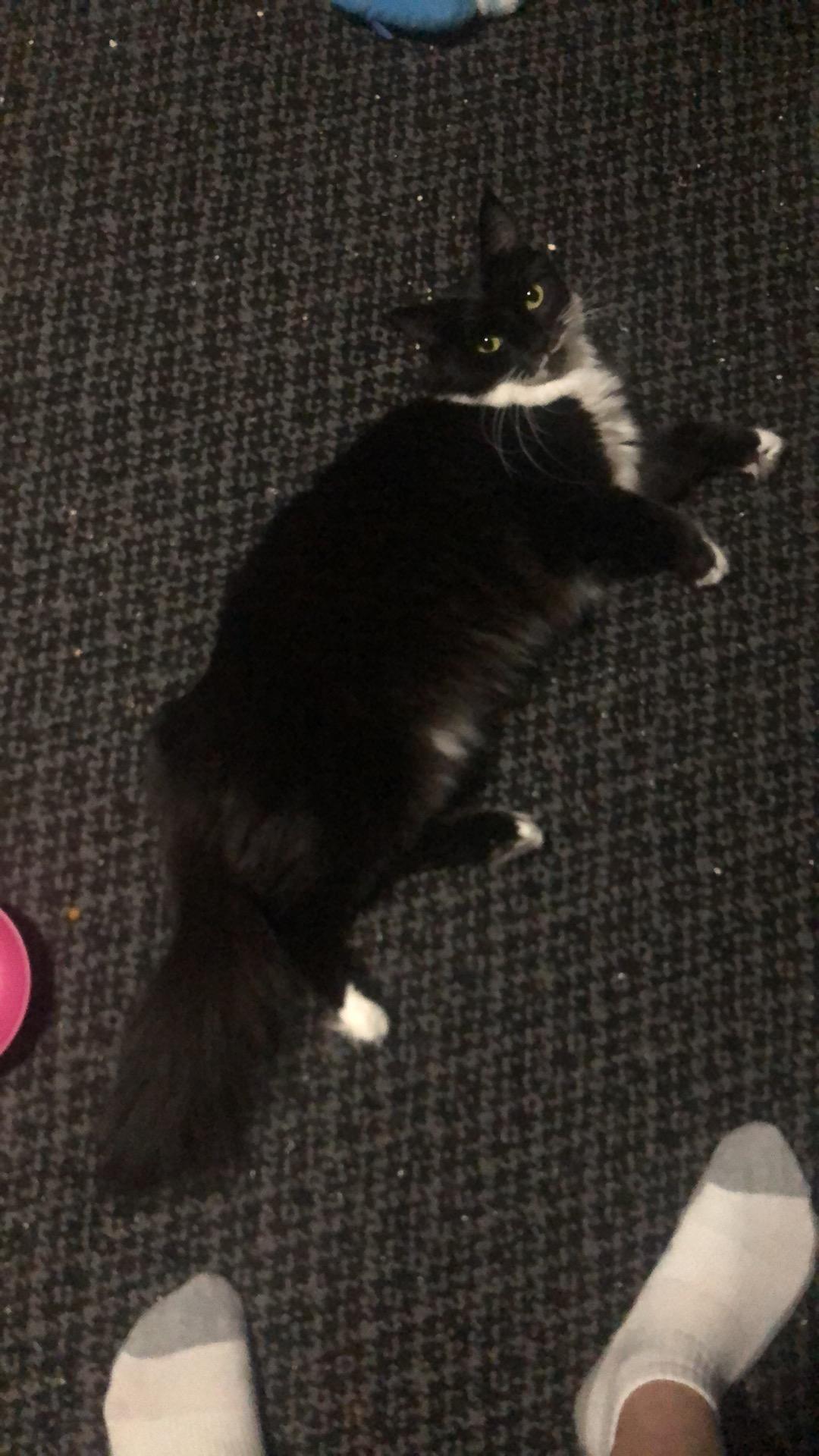 Enlarge VICTORIA, a Adoptable Domestic Medium Hair in Ormond beach, FL image 2/2