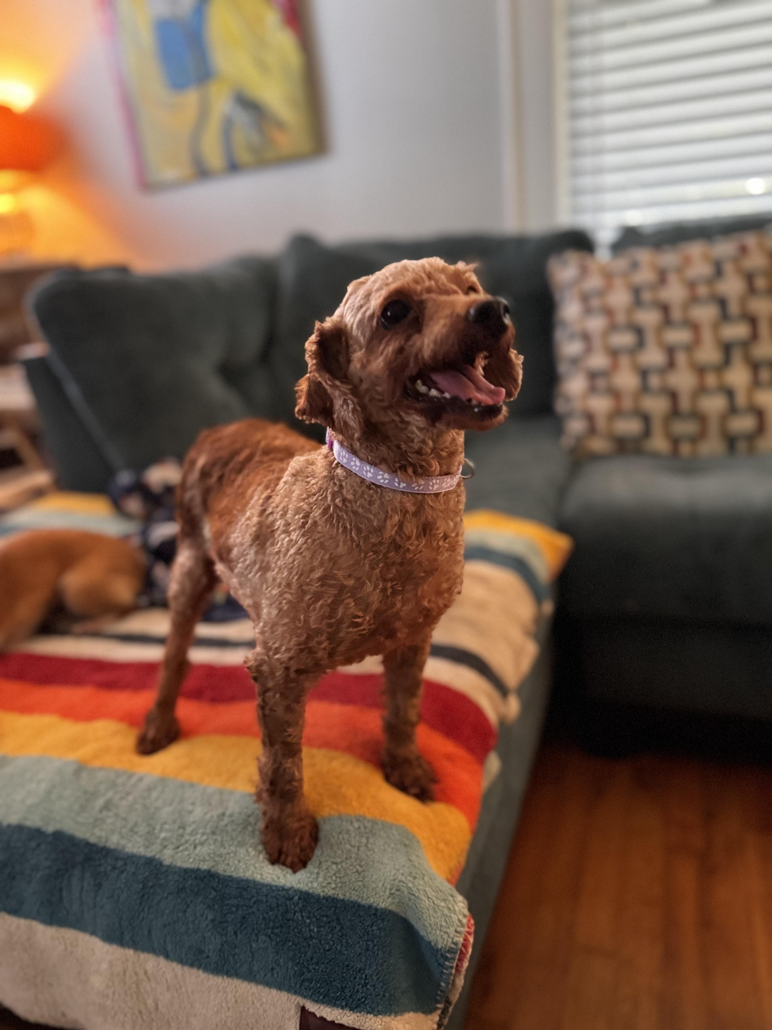 Zoe, Adopted, Adult Female Miniature Poodle.