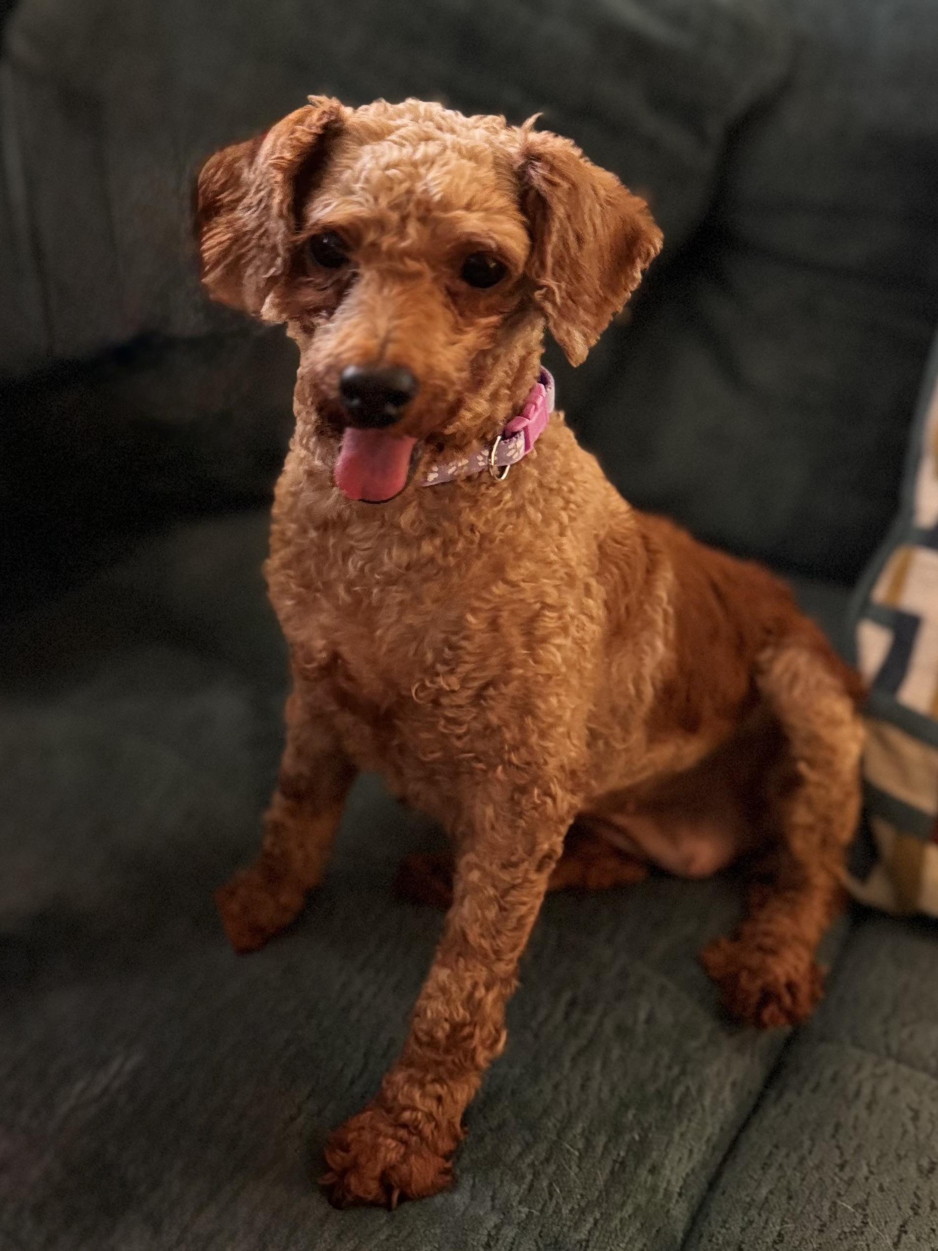 Enlarge Zoe, a Adopted Miniature Poodle in Hartwell, GA image 2/3