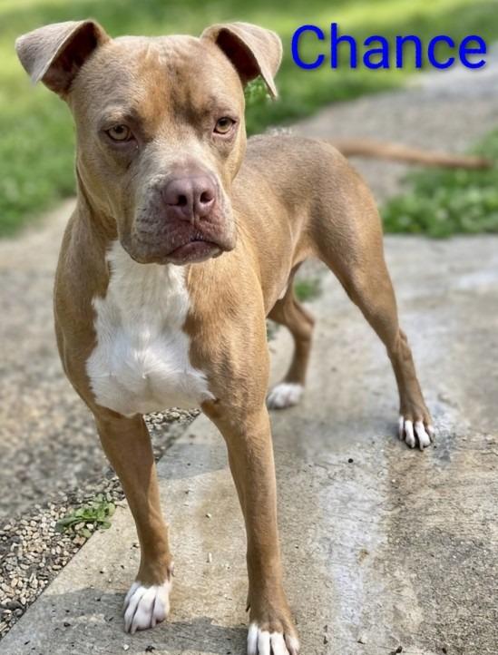 Chance, Adoptable, Adult Male Boxer & Staffordshire Bull Terrier.