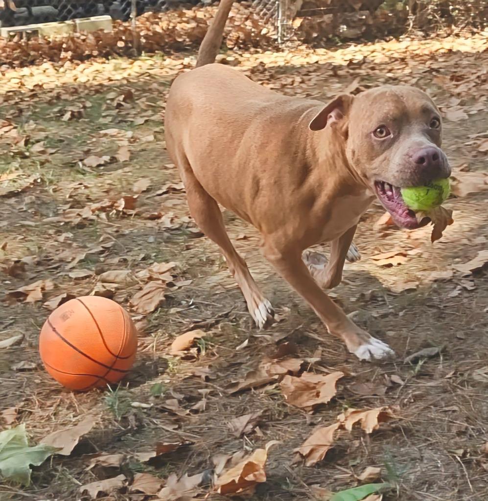 Enlarge Chance, a Adoptable mixed breed in Mena, AR image 2/2
