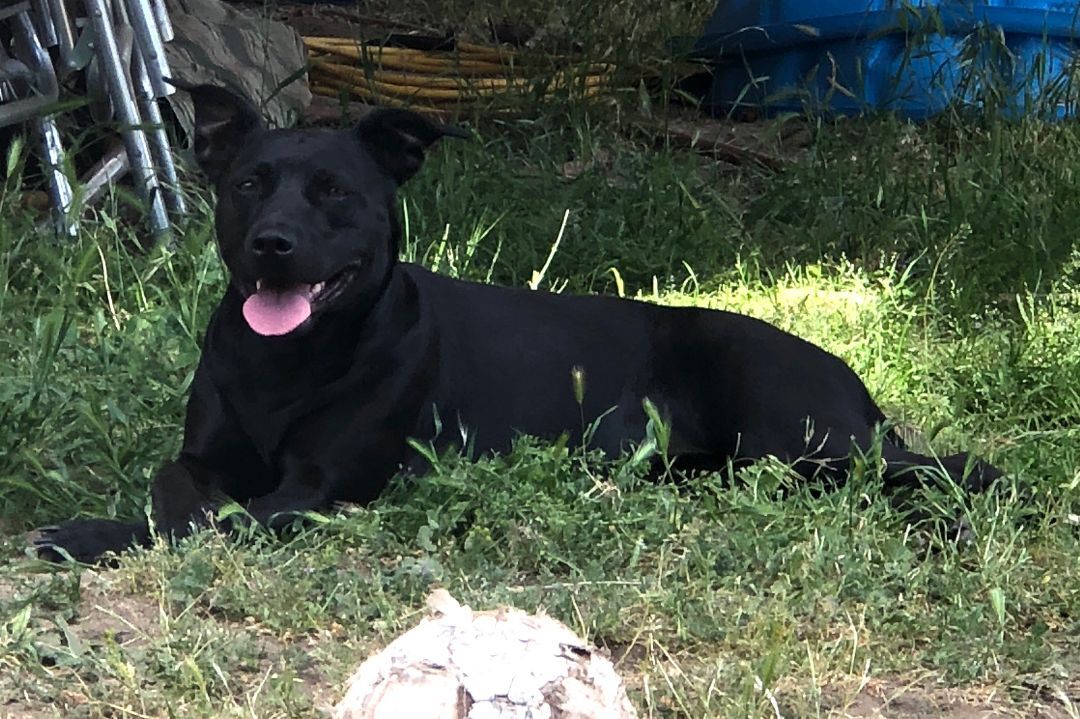 Zyppr, a Adoptable mixed breed image 1/10