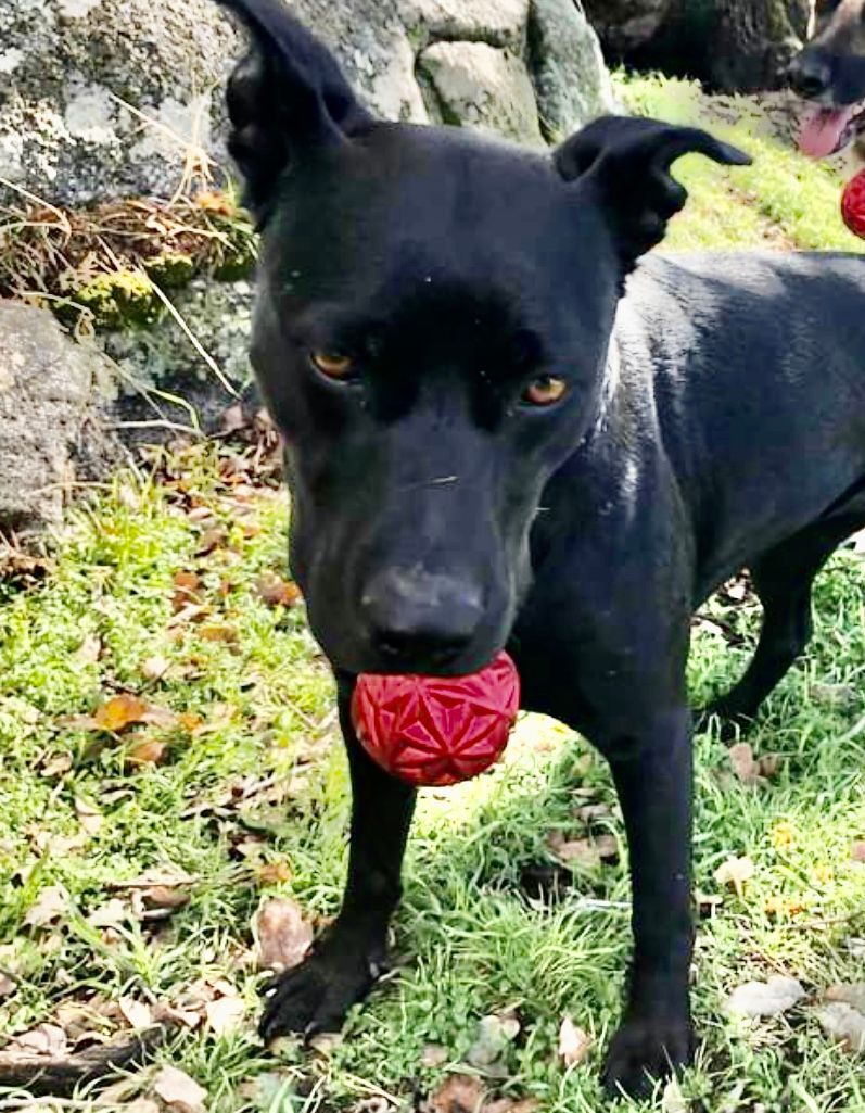 Zyppr, a Adoptable mixed breed image 2/10