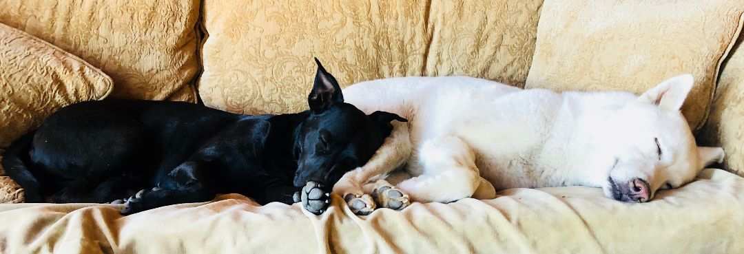 Zyppr, a Adoptable mixed breed image 3/10