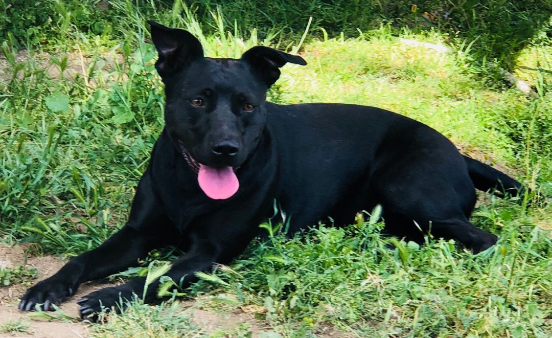 Zyppr, a Adoptable mixed breed image 4/10