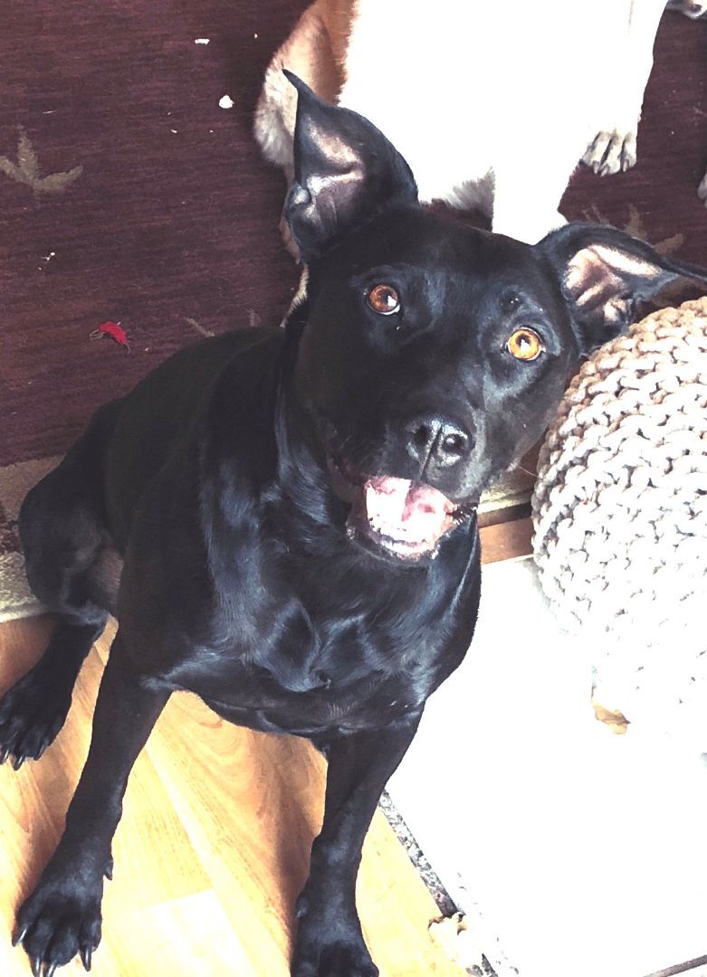 Zyppr, a Adoptable mixed breed image 5/10