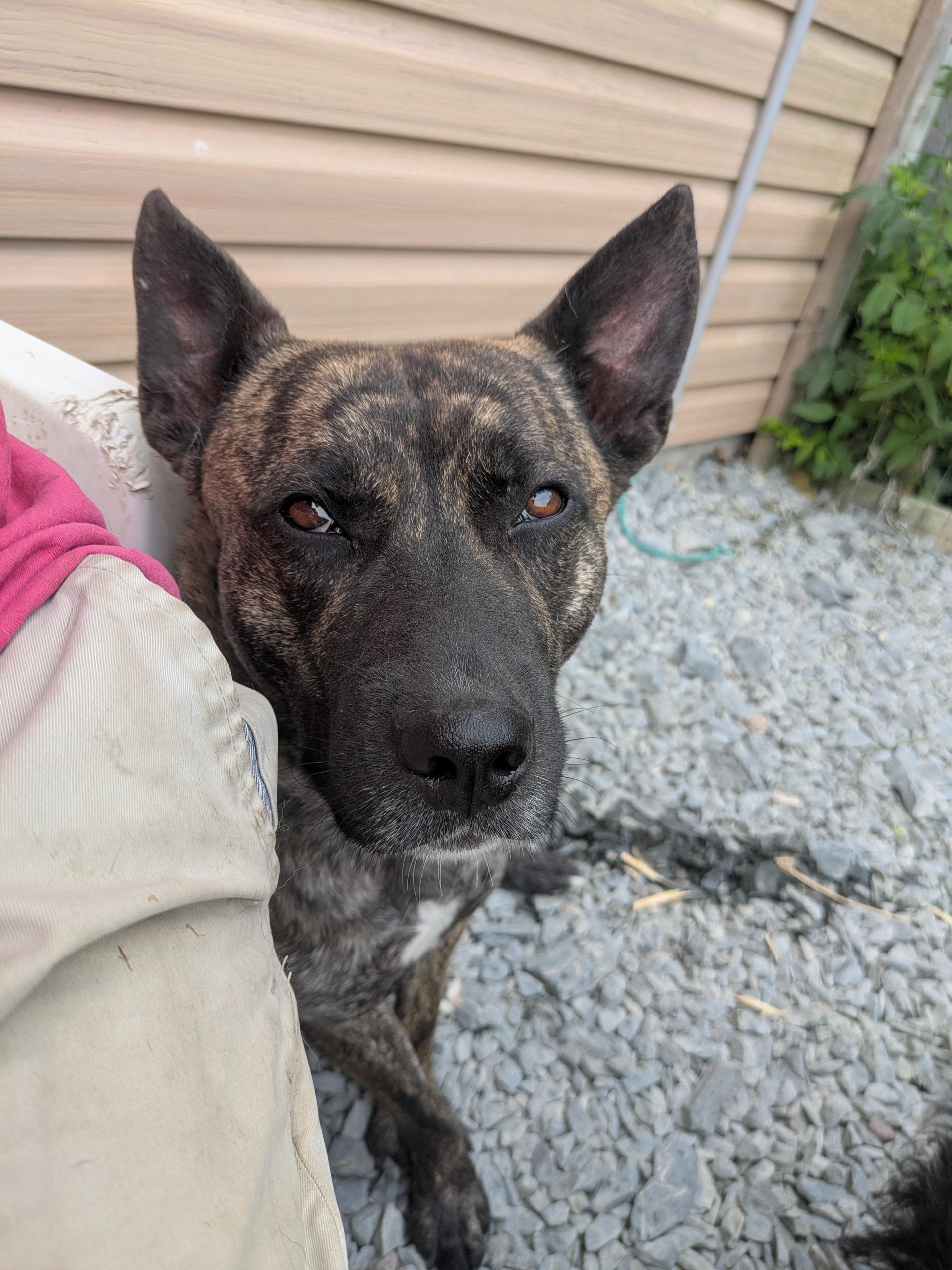 Derby, a Adopted mixed breed in West Northfield, NS image 2/4