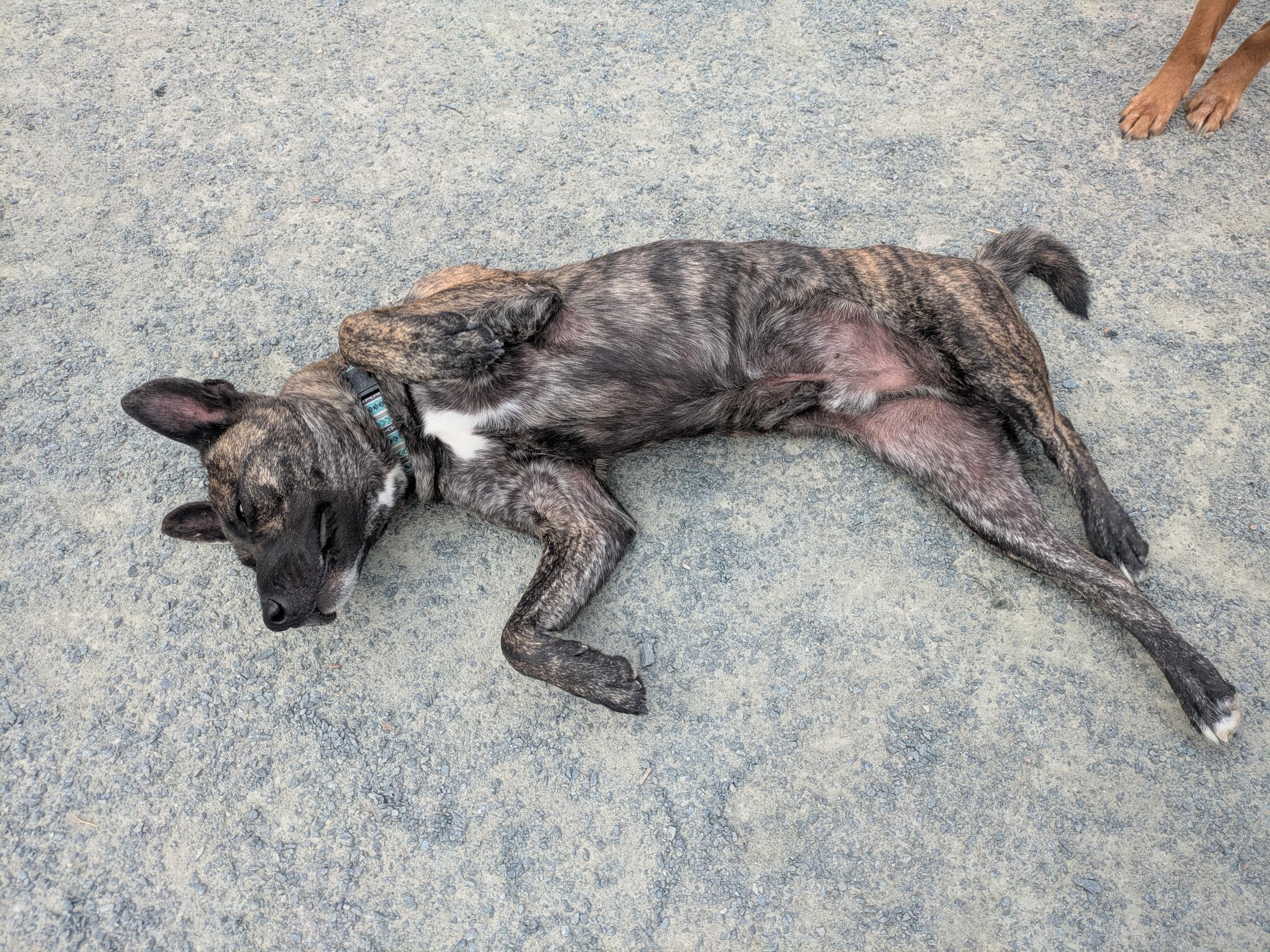 Derby, a Adopted mixed breed in West Northfield, NS image 3/4