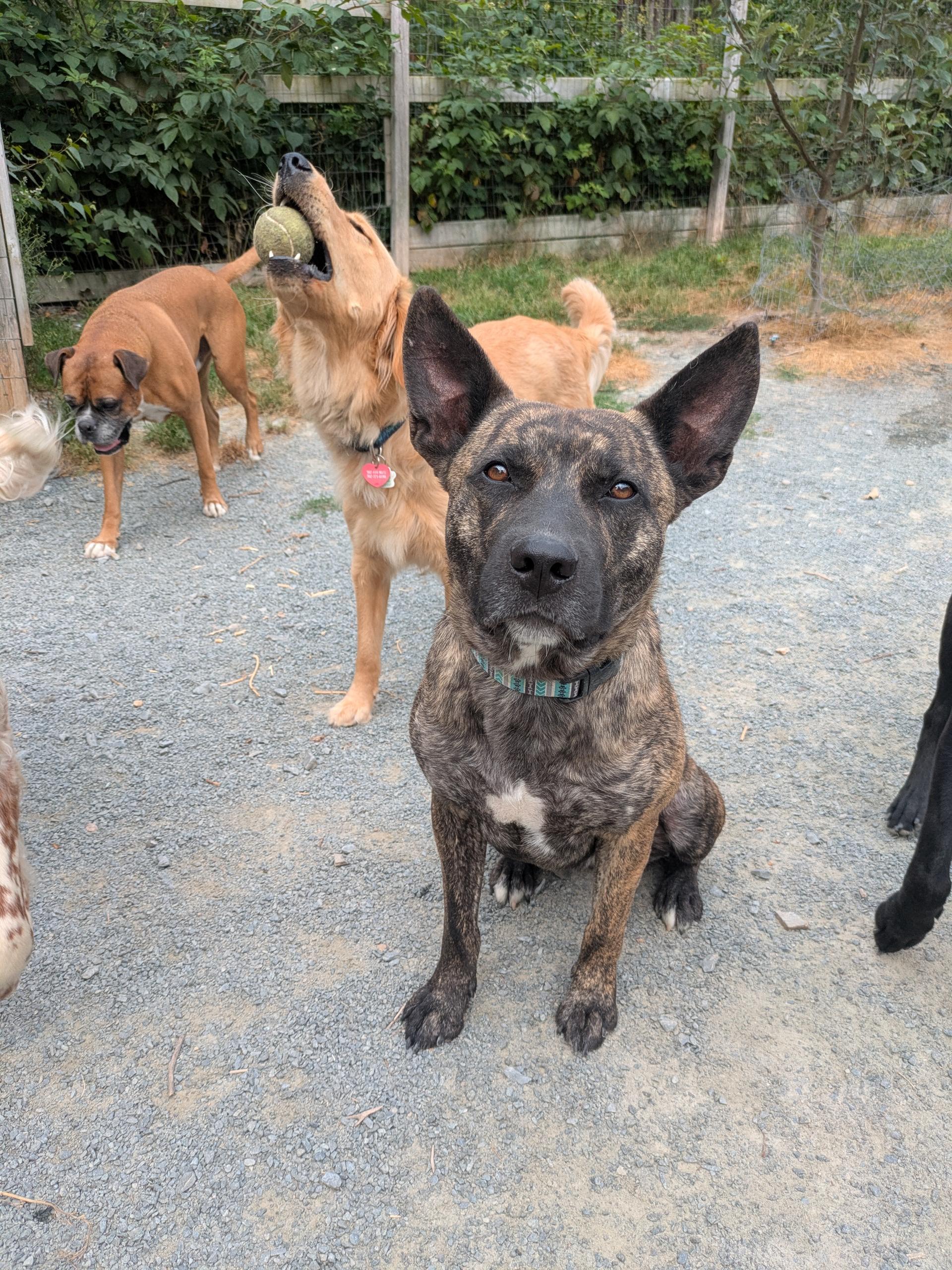 Derby, a Adopted mixed breed in West Northfield, NS image 1/4