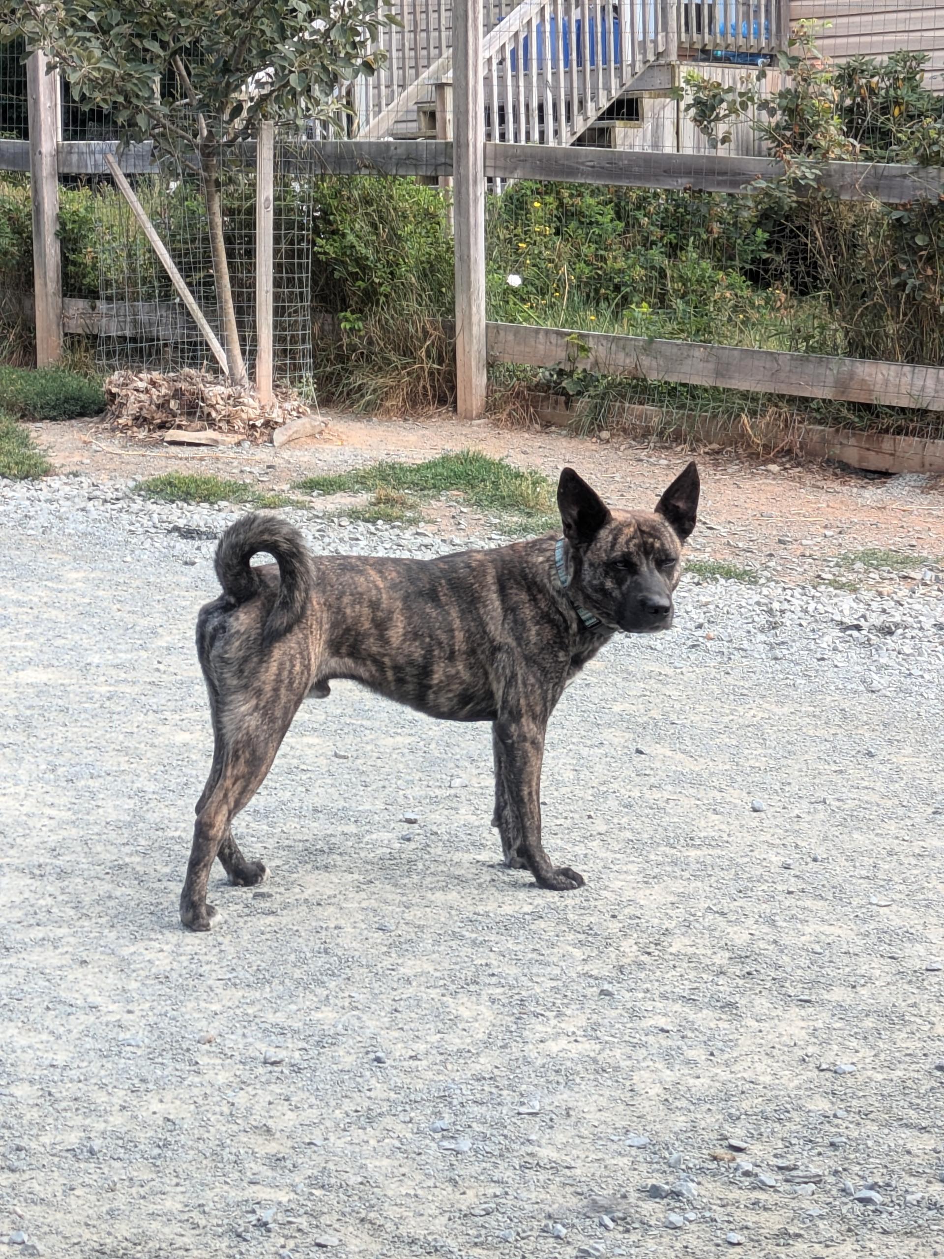 Derby, a Adopted mixed breed in West Northfield, NS image 4/4