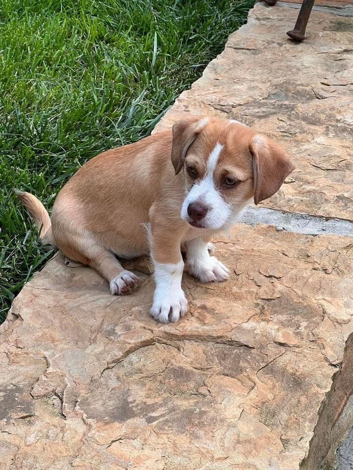 Sarah, Adopted, Puppy Female Dachshund & Beagle.