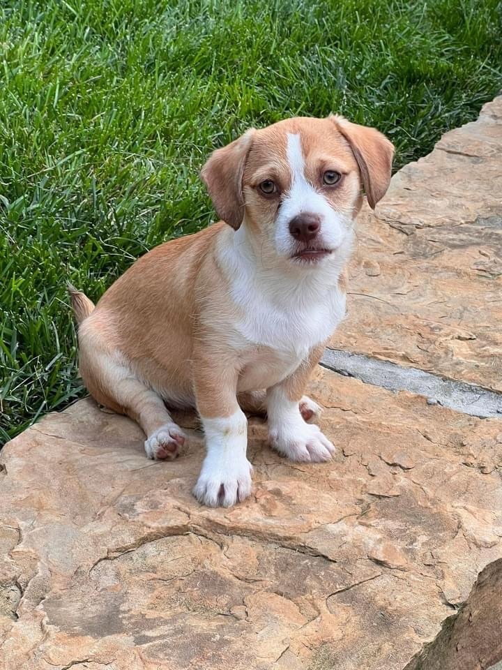 Enlarge Sarah, a Adopted mixed breed in Knoxville, TN image 2/4