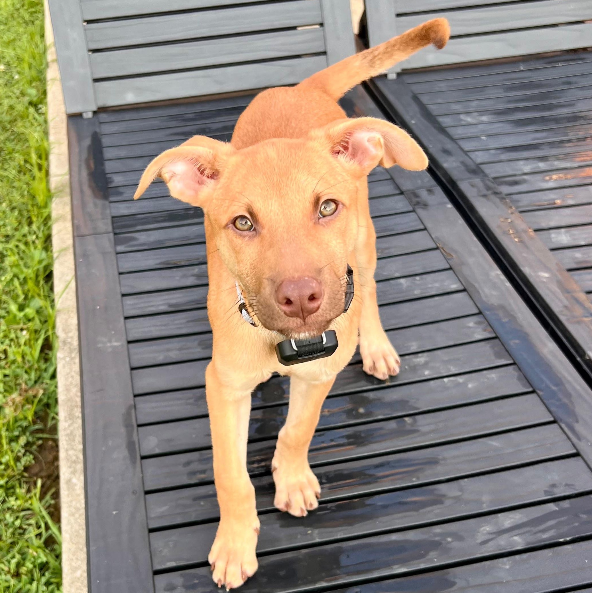 Enlarge Phil, a Adoptable mixed breed in Baltimore, MD image 3/6