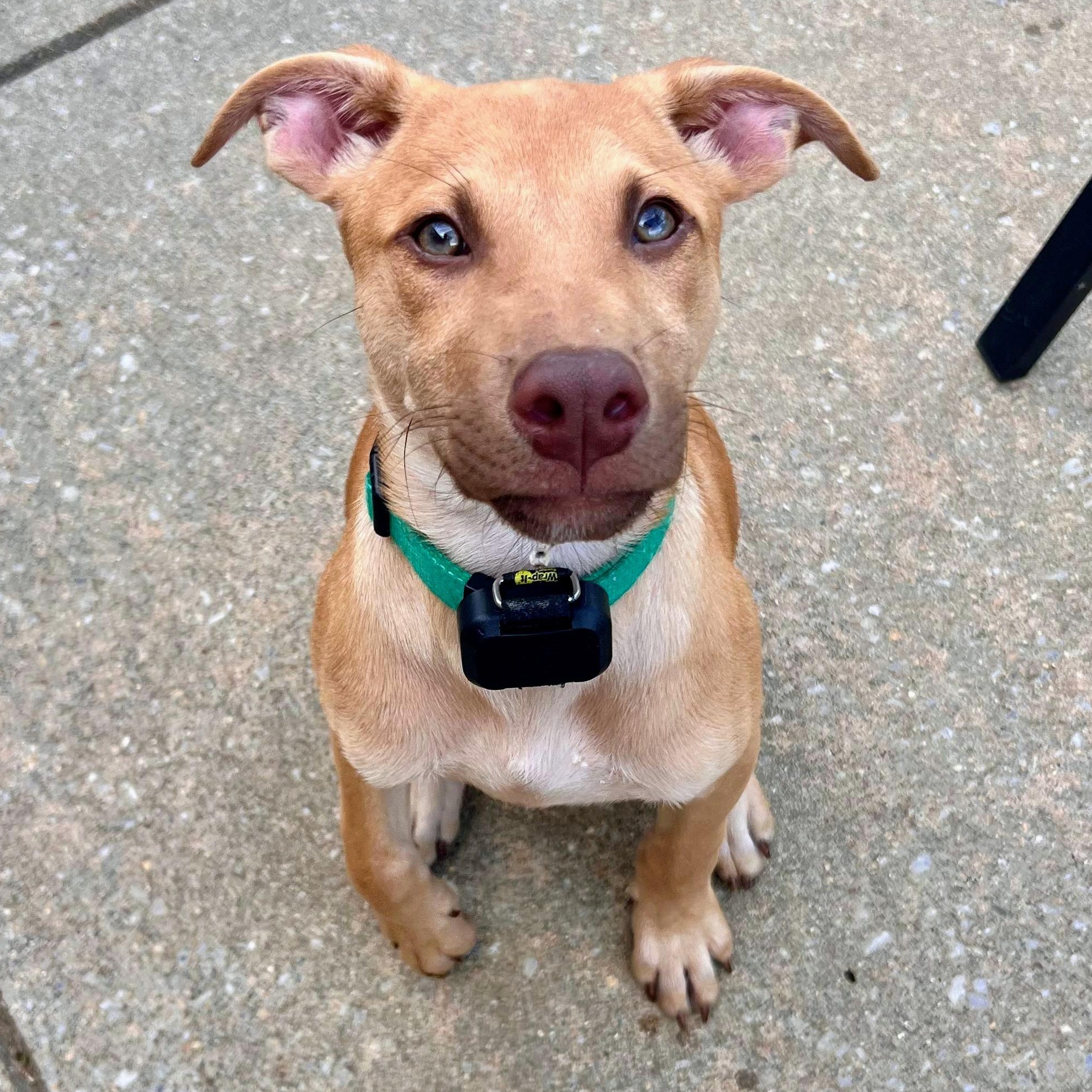 Enlarge Phil, a Adoptable mixed breed in Baltimore, MD image 4/6