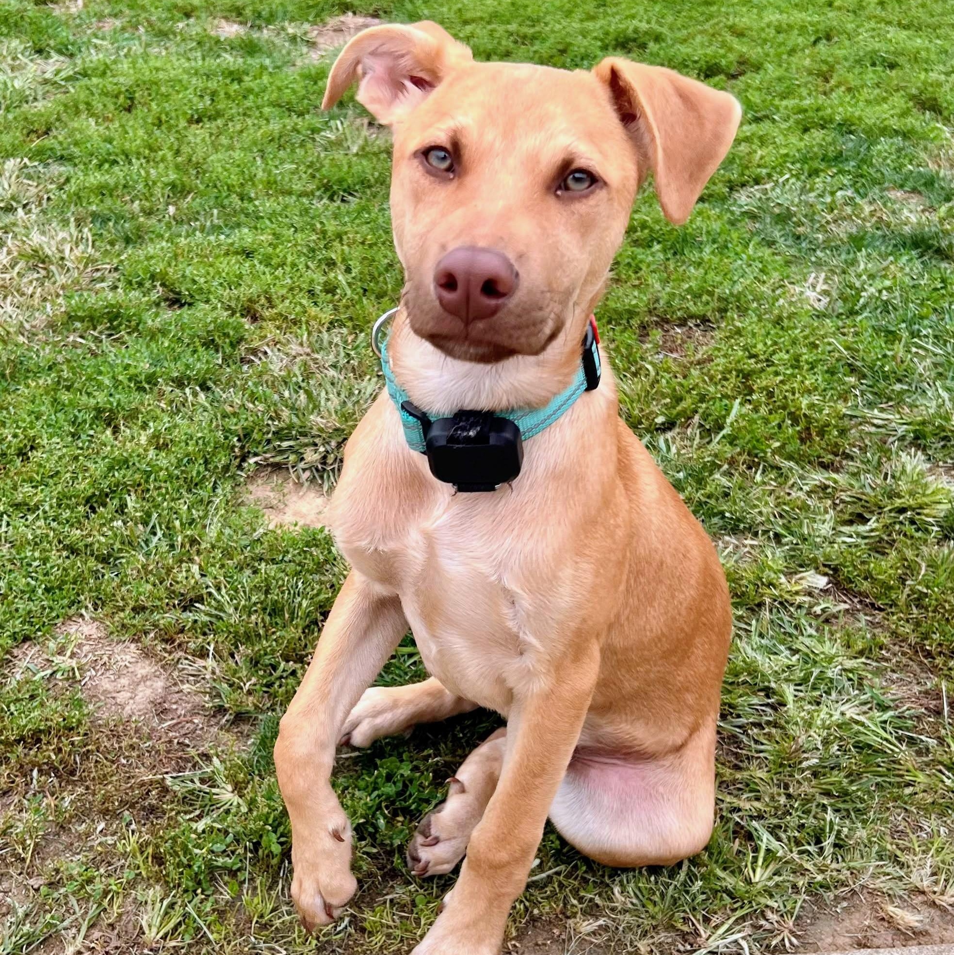 Enlarge Phil, a Adoptable mixed breed in Baltimore, MD image 2/6