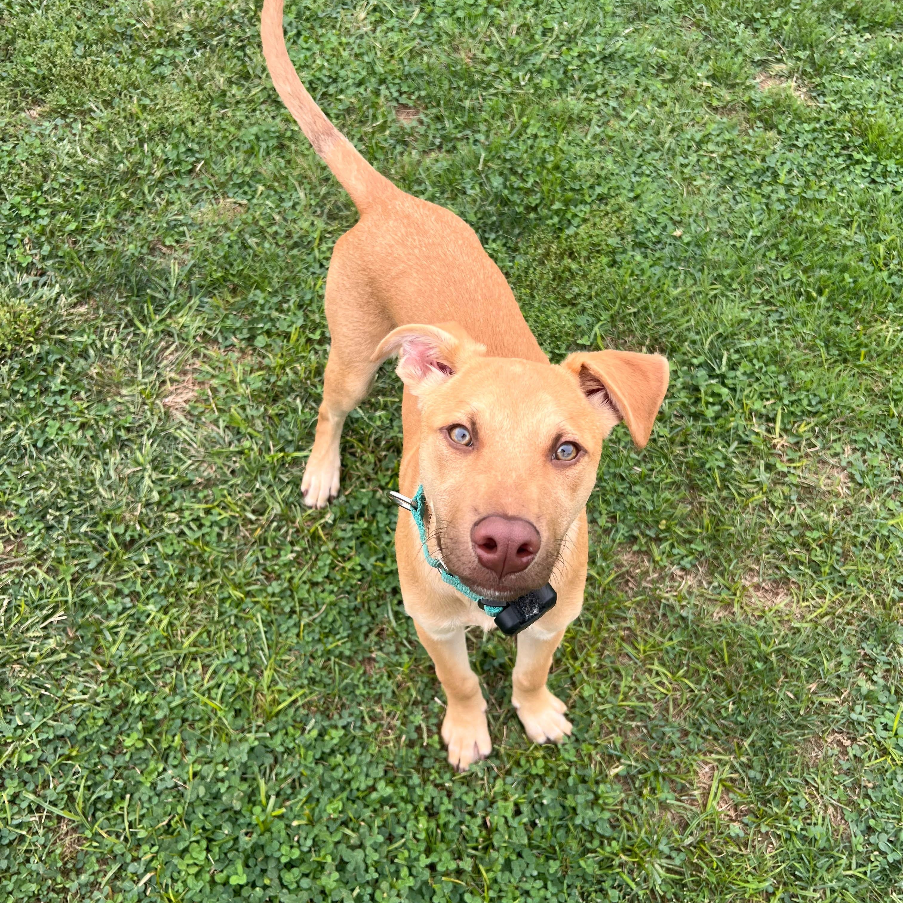 Enlarge Phil, a Adoptable mixed breed in Baltimore, MD image 6/6