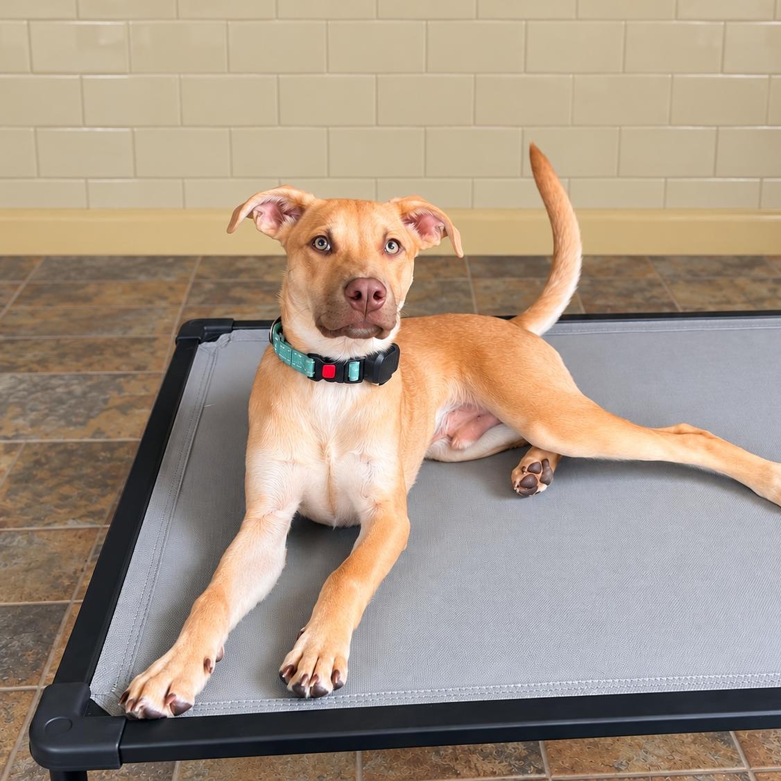 Enlarge Phil, a Adoptable mixed breed in Baltimore, MD image 1/6