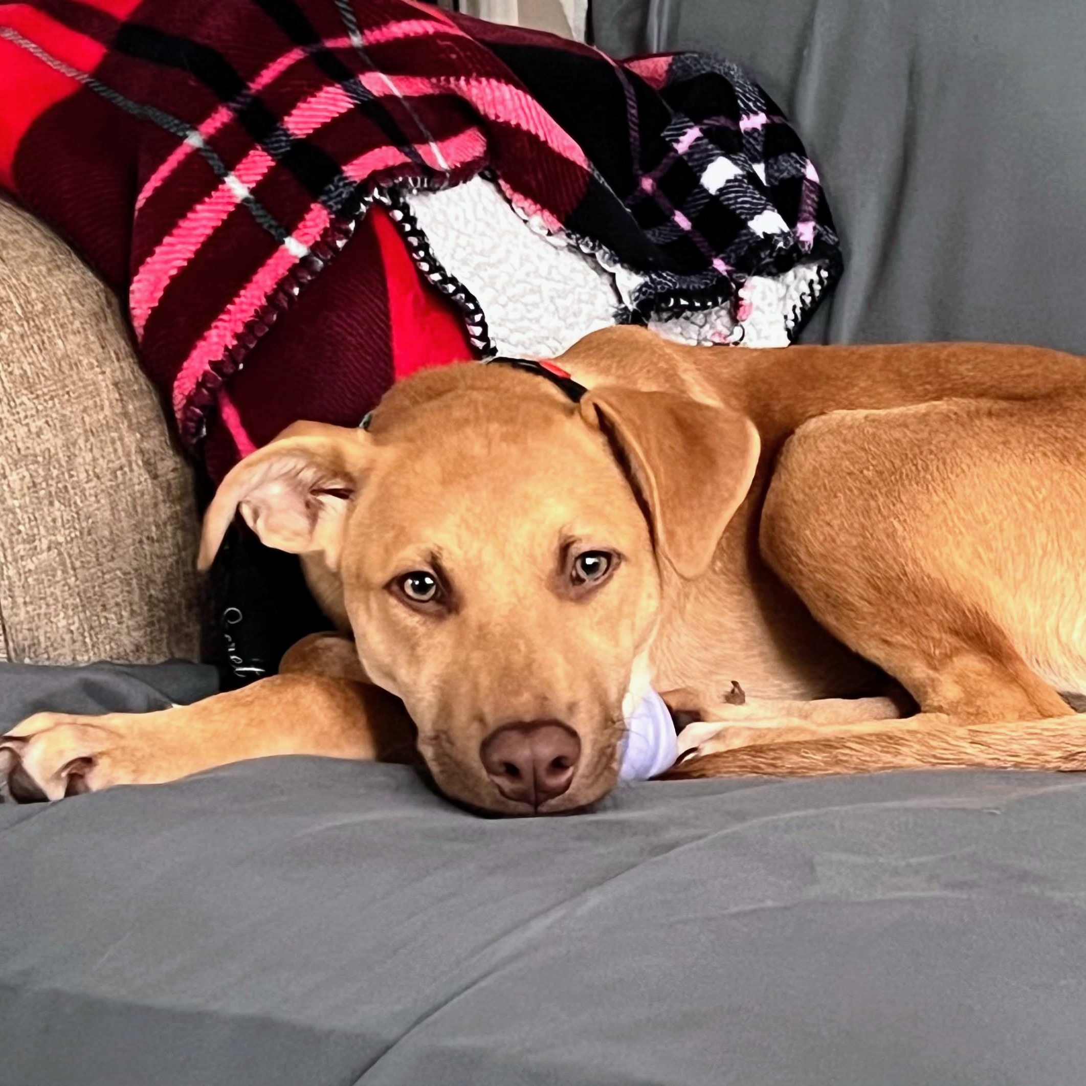 Enlarge Phil, a Adoptable mixed breed in Baltimore, MD image 5/6