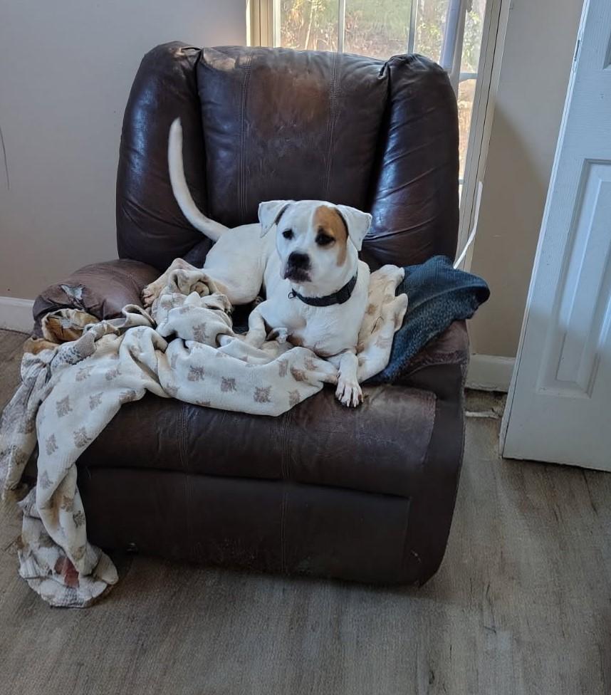 Bella, ADOPTABLE, Young Female Beagle.