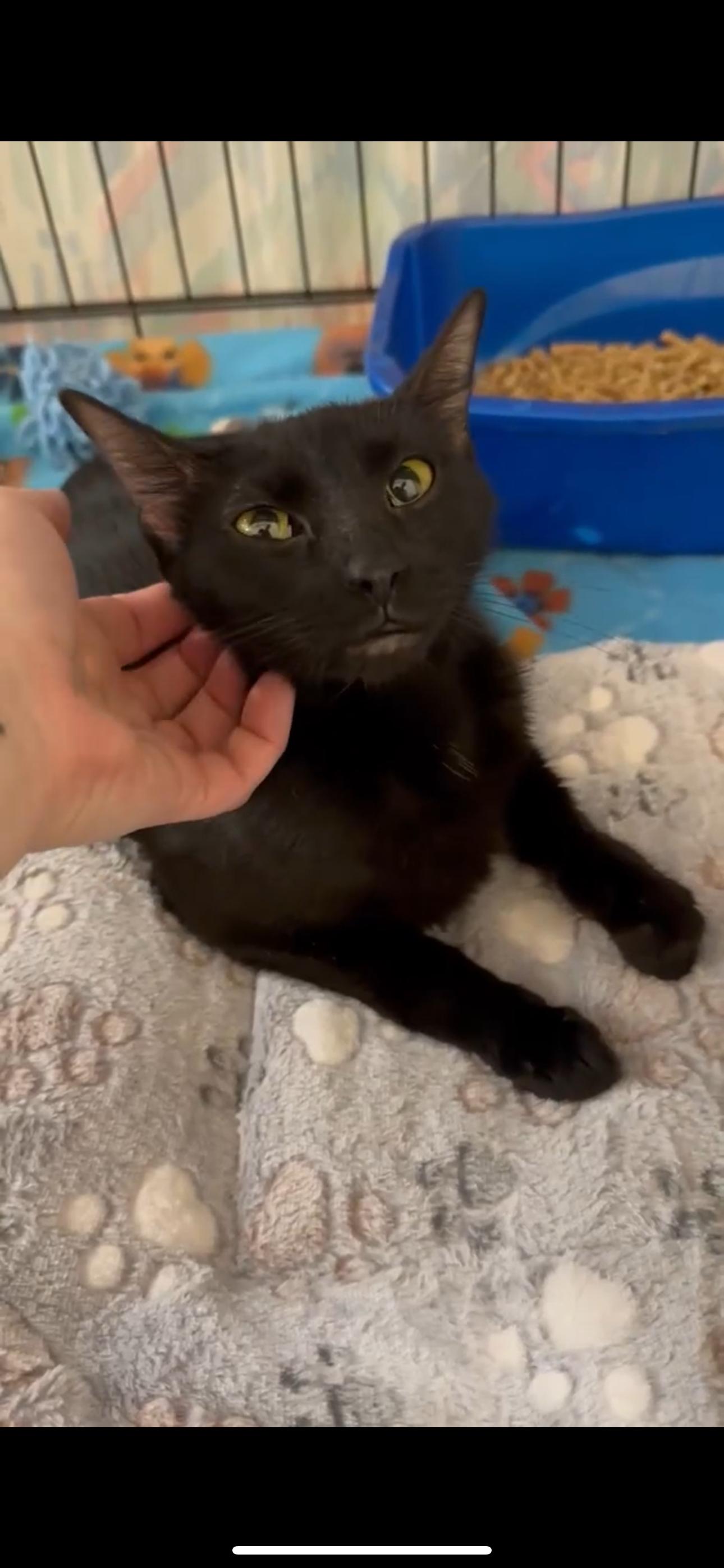 Momma, Adoptable, Young Female Domestic Short Hair.