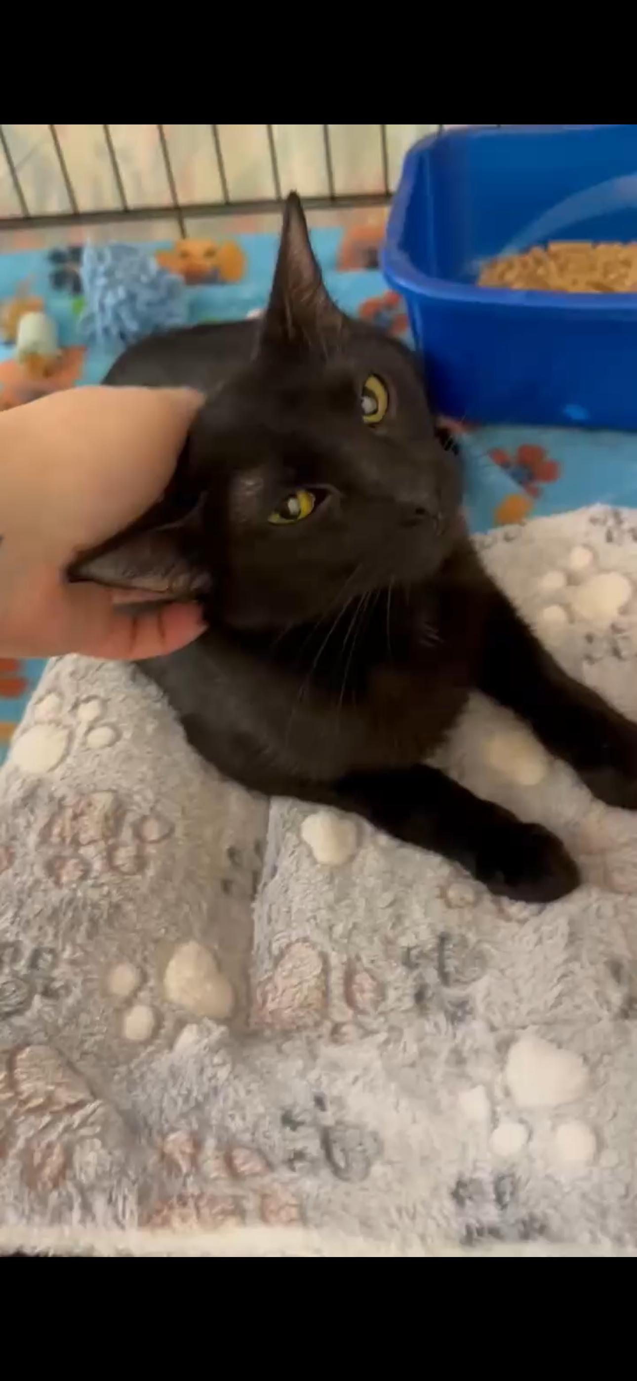 Enlarge Momma, a Adoptable mixed breed in Eatonville, WA image 2/3