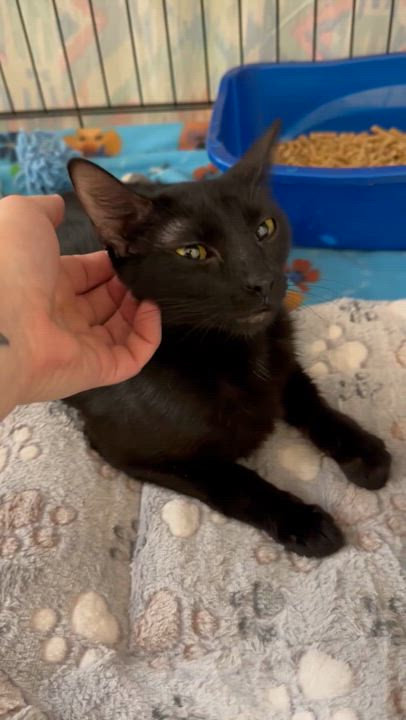 Enlarge Momma, a Adoptable mixed breed in Eatonville, WA video 3/3