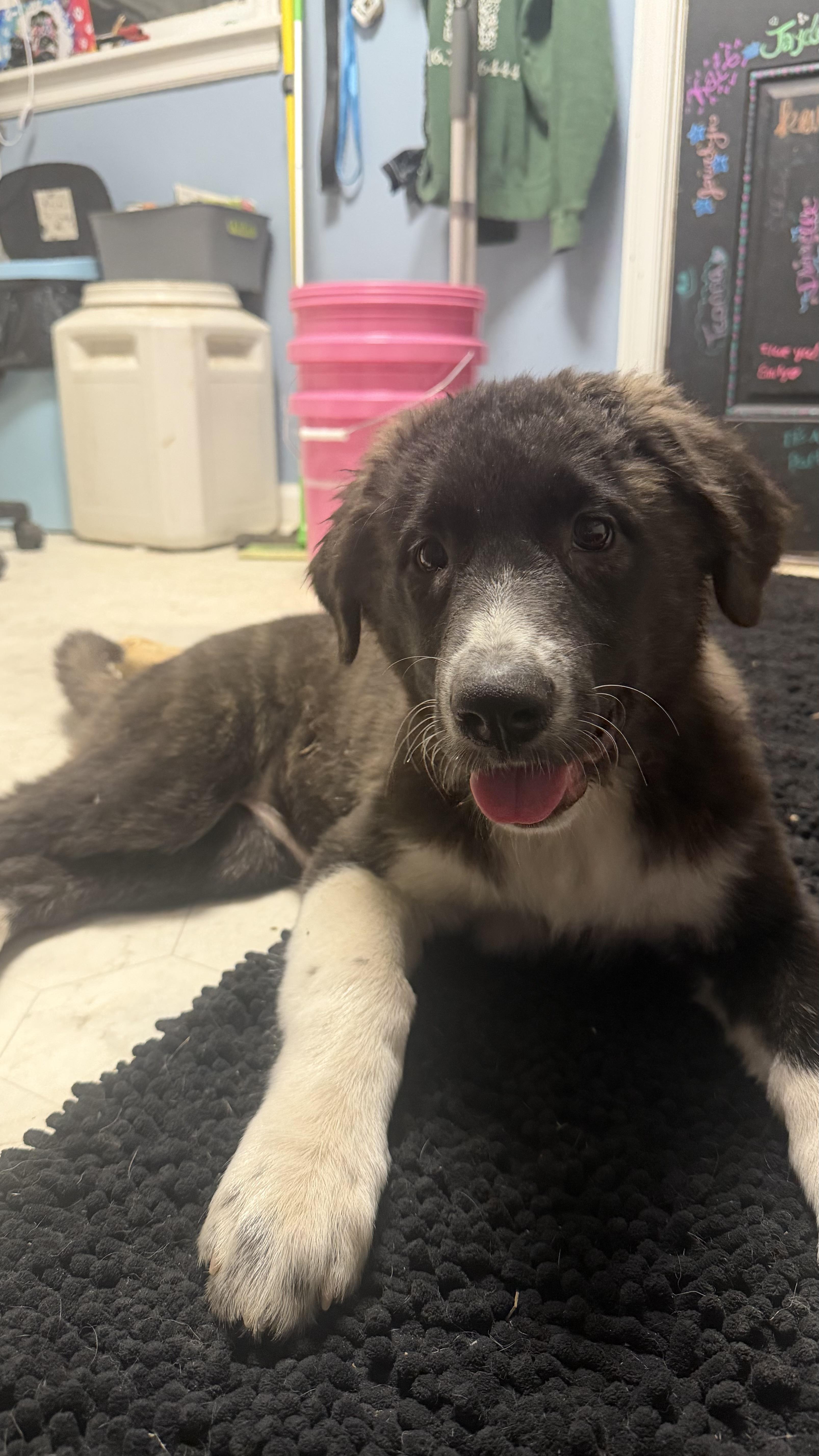 Panda, a ADOPTABLE mixed breed in Olathe, KS image 2/5