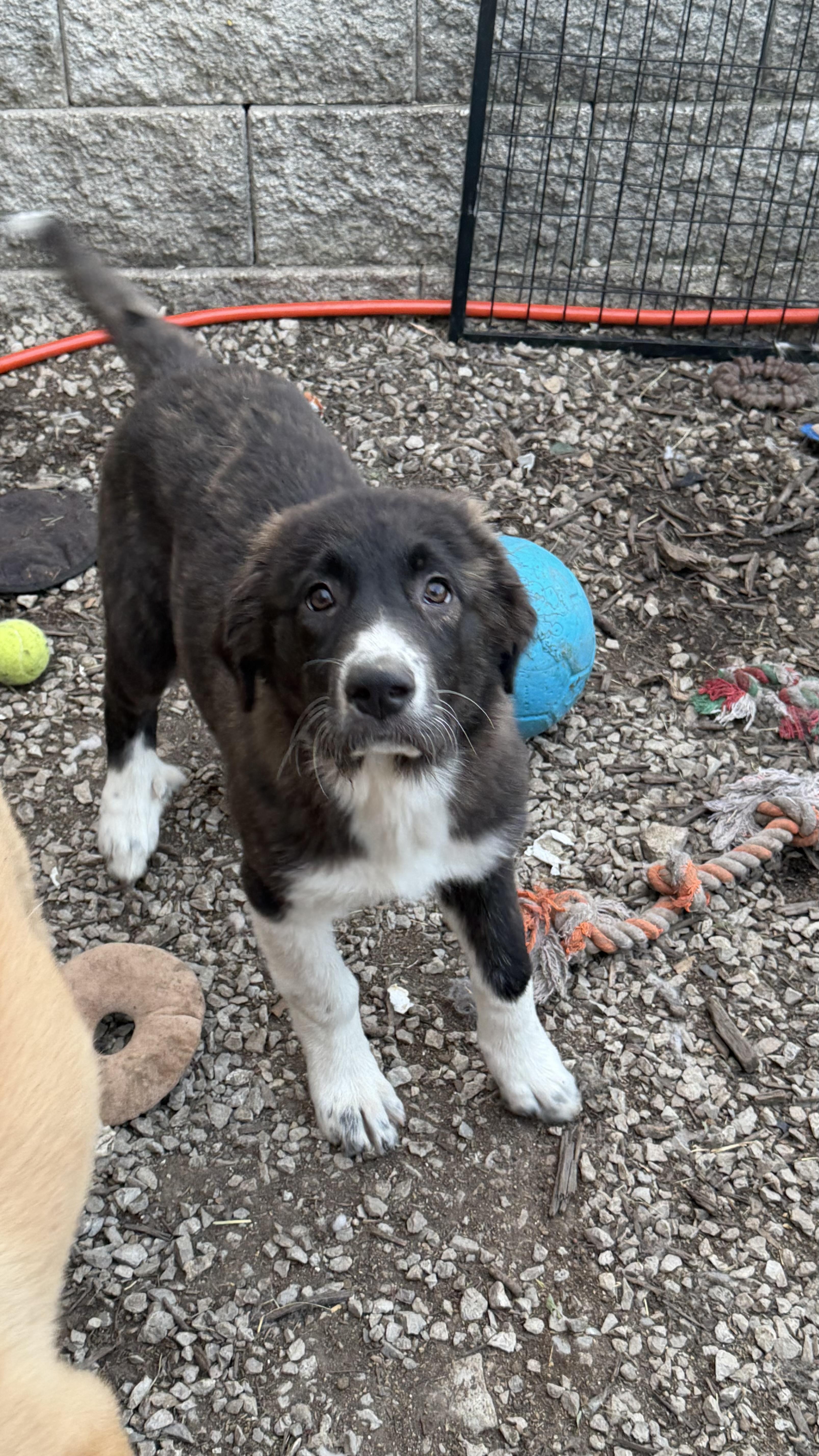 Panda, a ADOPTABLE mixed breed in Olathe, KS image 4/5