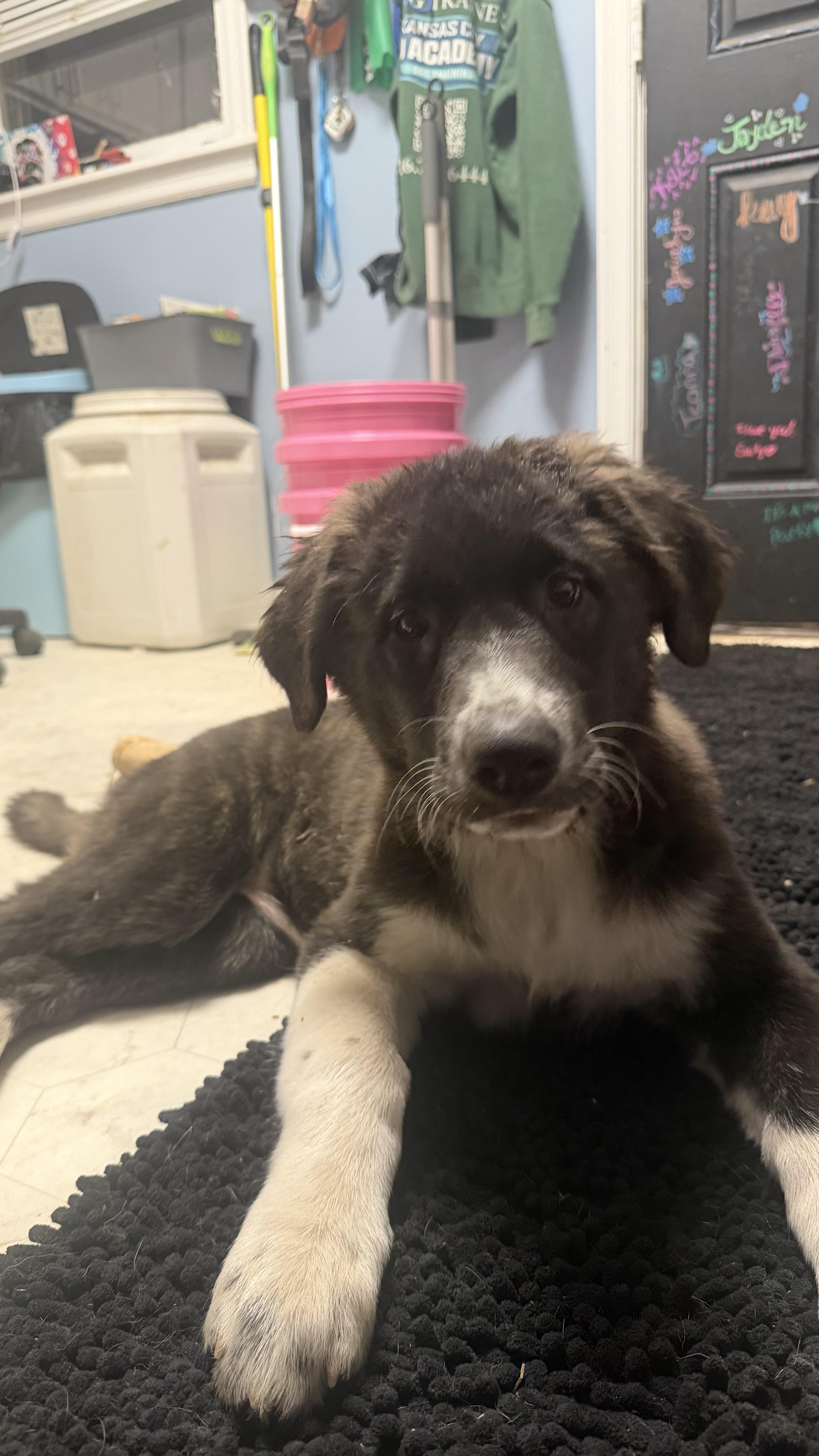 Panda, a ADOPTABLE mixed breed in Olathe, KS image 1/5