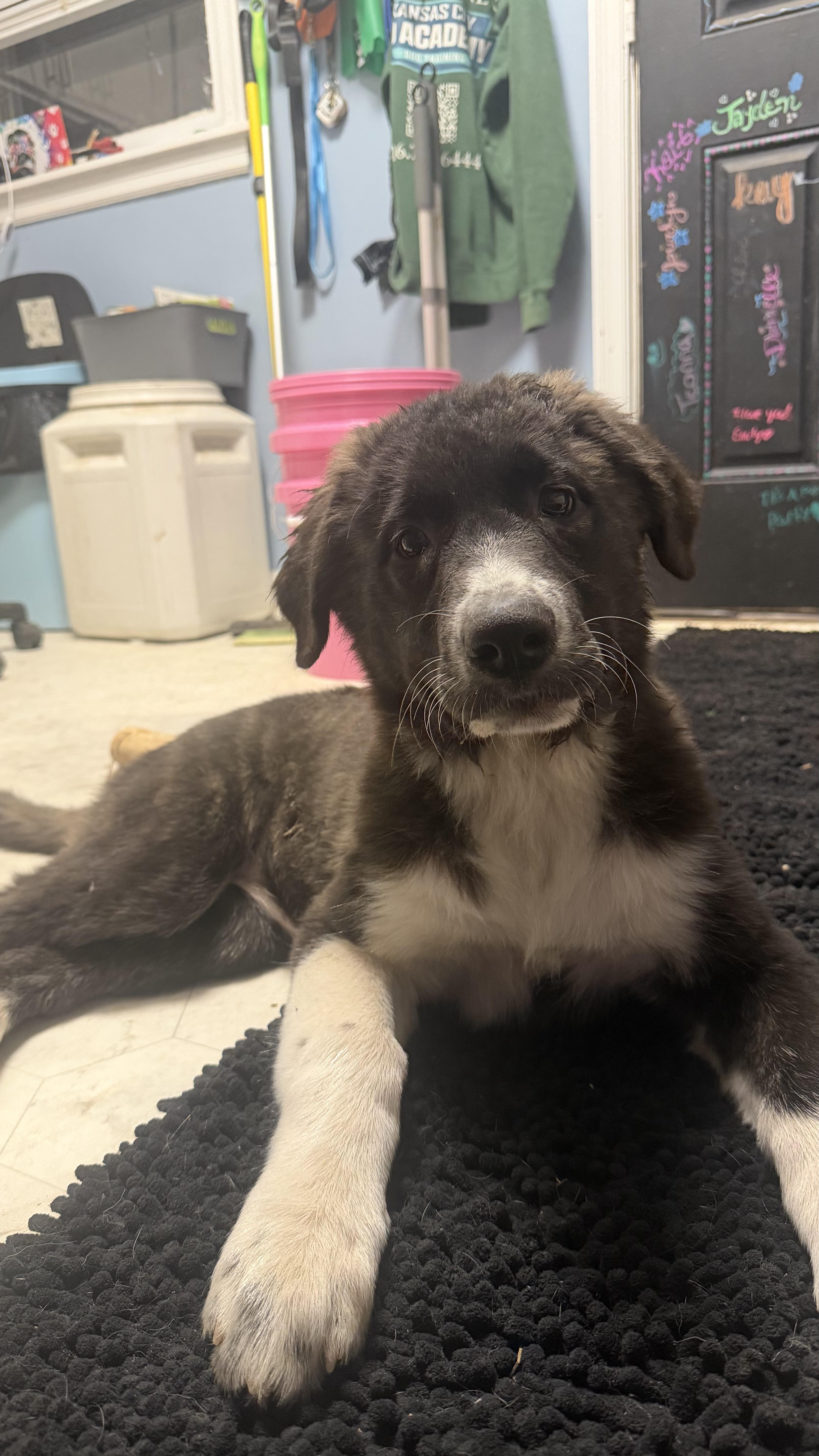 Panda, a ADOPTABLE mixed breed in Olathe, KS image 5/5