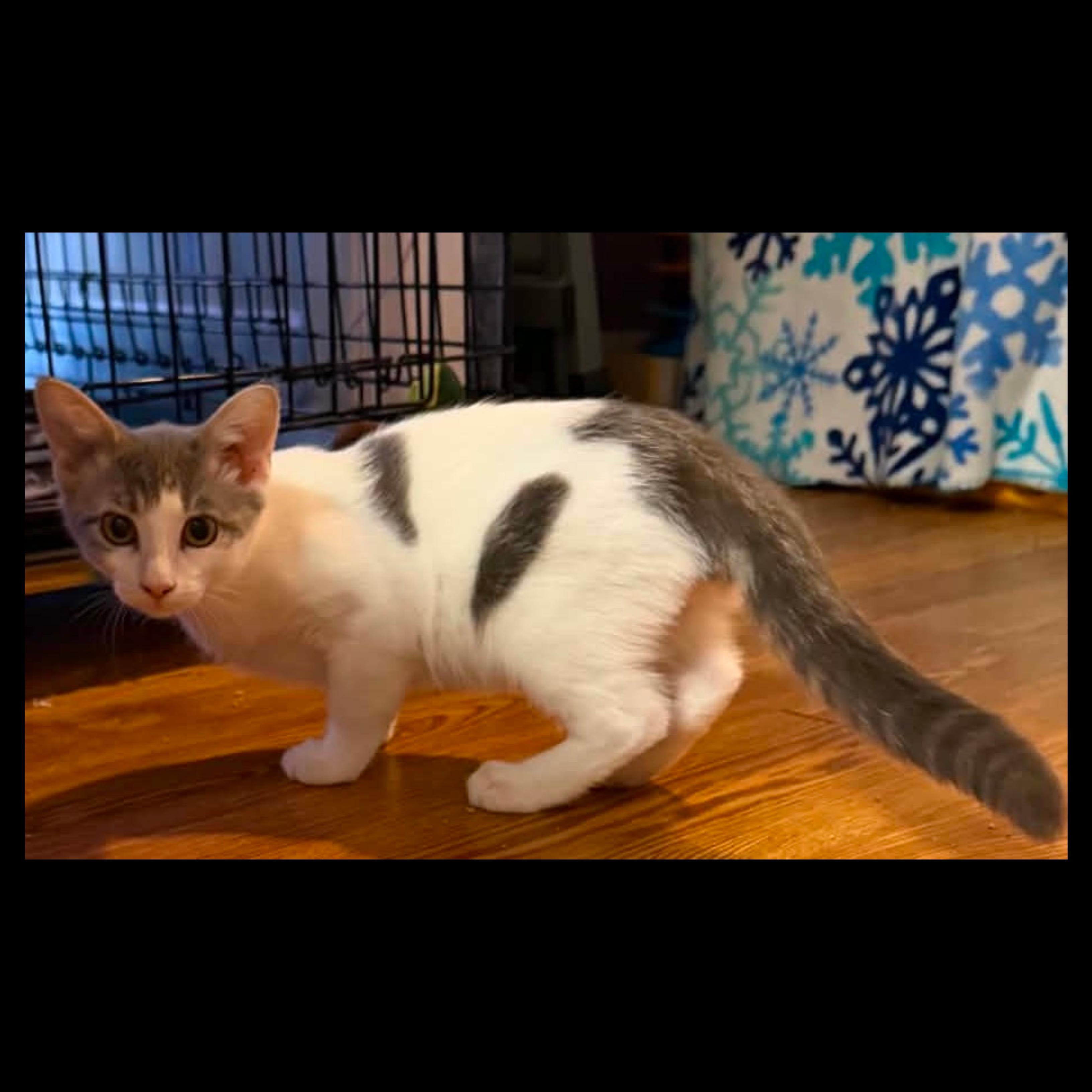 Enlarge Ambo, a ADOPTABLE Domestic Short Hair in Waxahachie, TX image 1/1