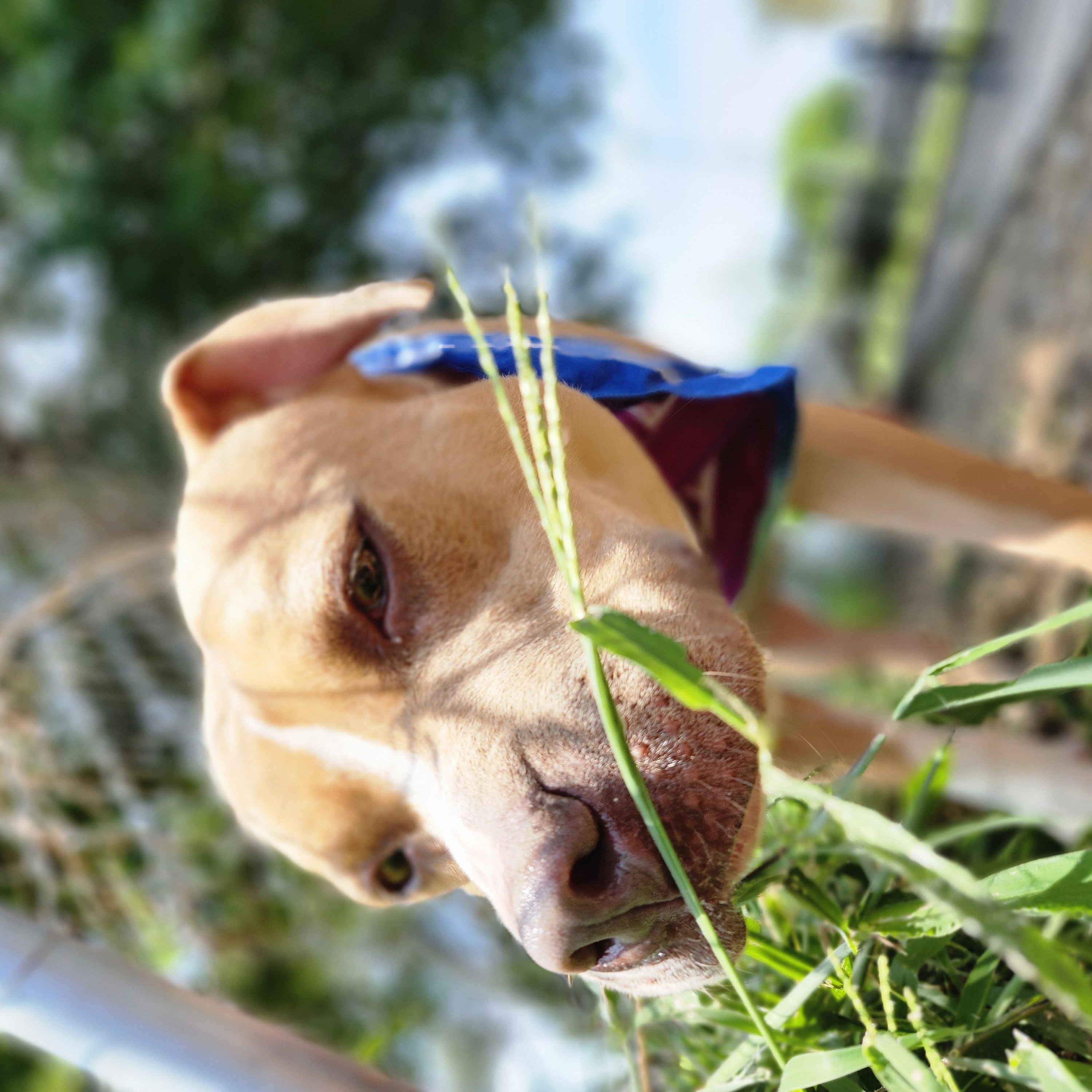 Nadene, a Adoptable American Staffordshire Terrier in Marshall, MO image 5/6