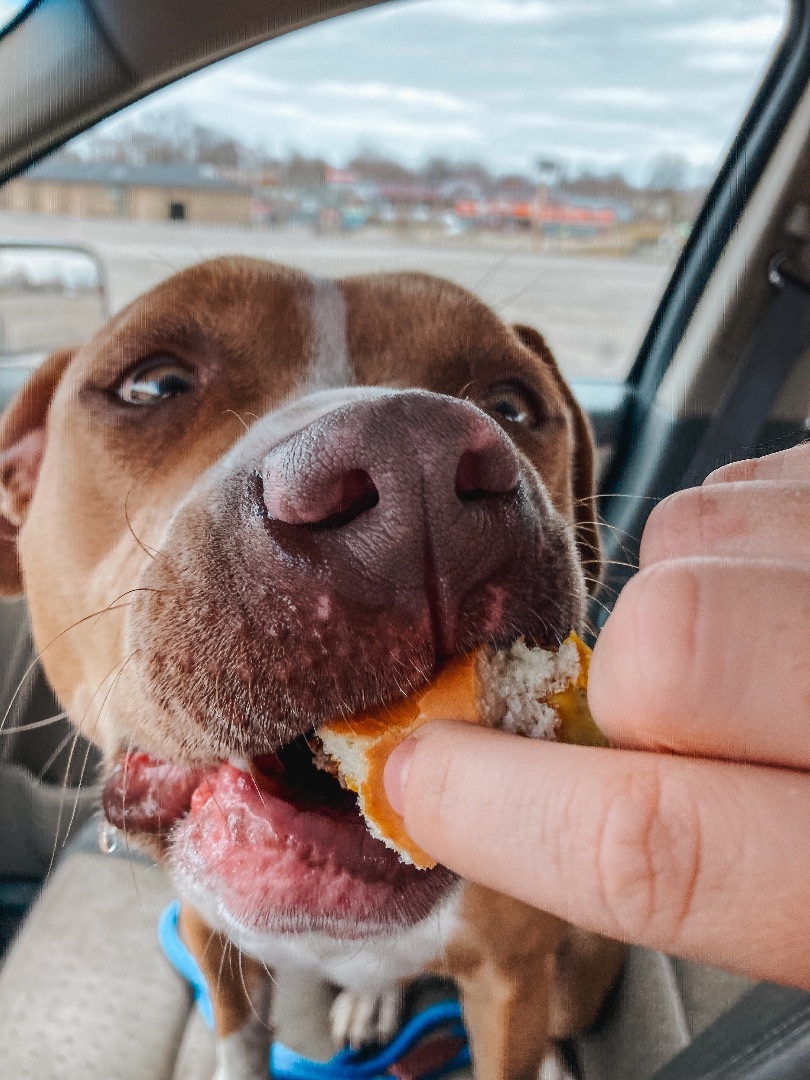 Nadene, a Adoptable American Staffordshire Terrier in Marshall, MO image 4/6