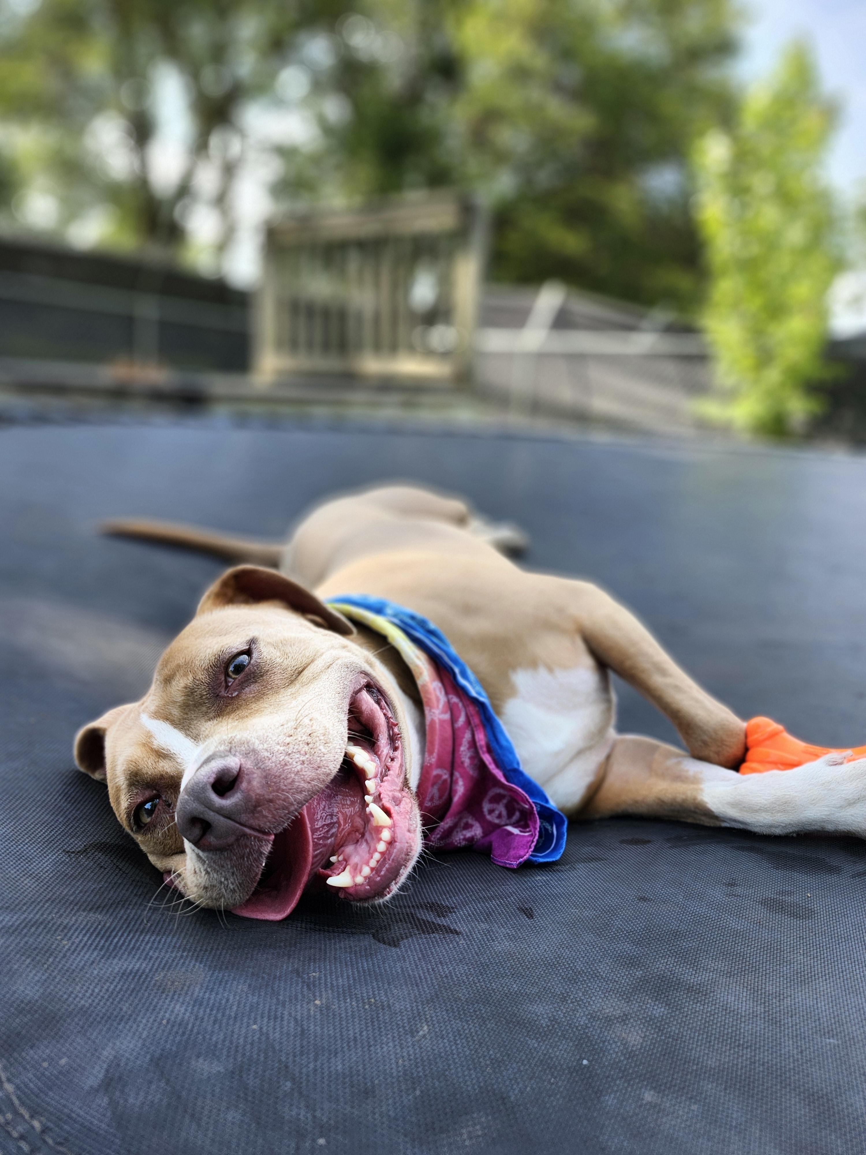 Nadene, a Adoptable American Staffordshire Terrier in Marshall, MO image 1/6