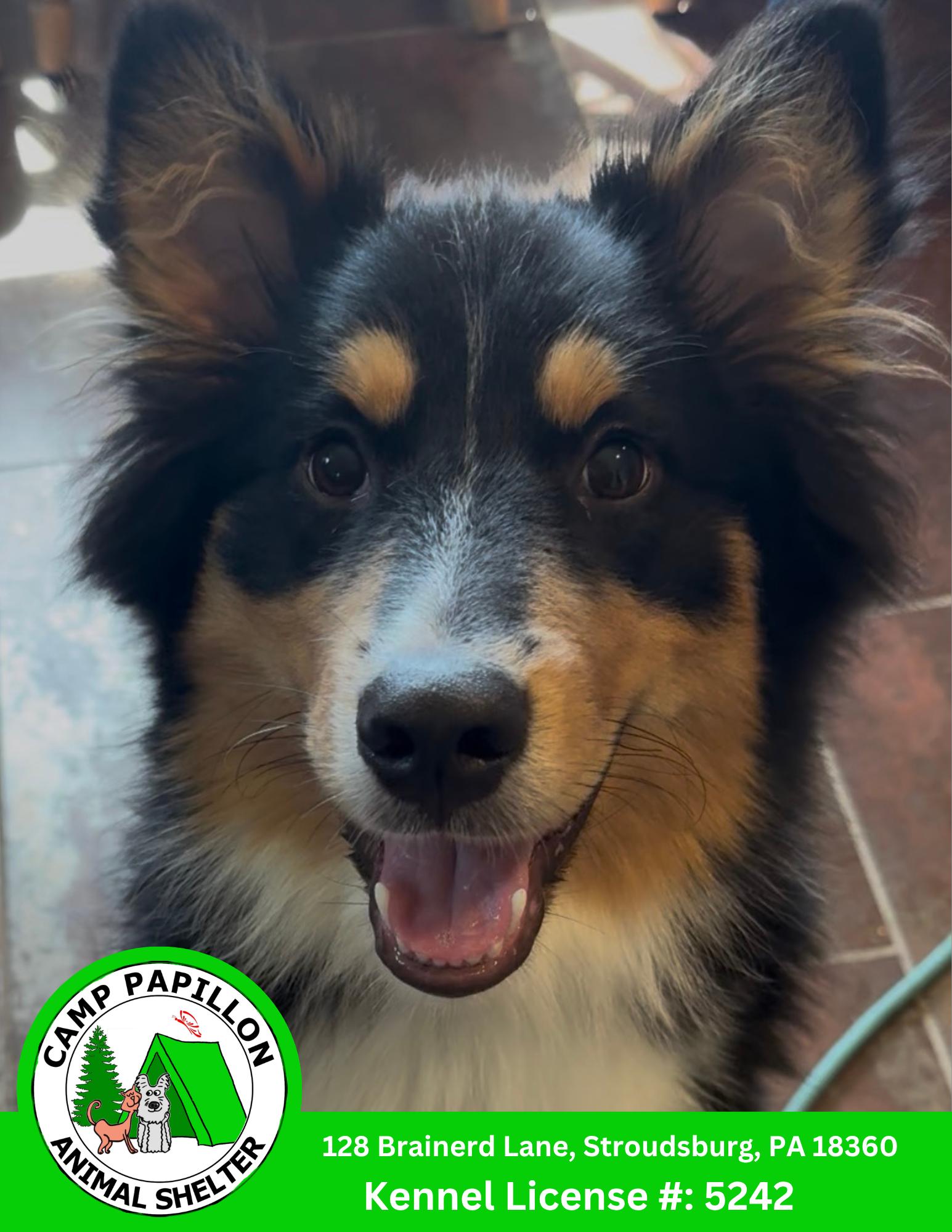 Cooper, Adoptable, Young Male Border Collie & Alaskan Malamute.