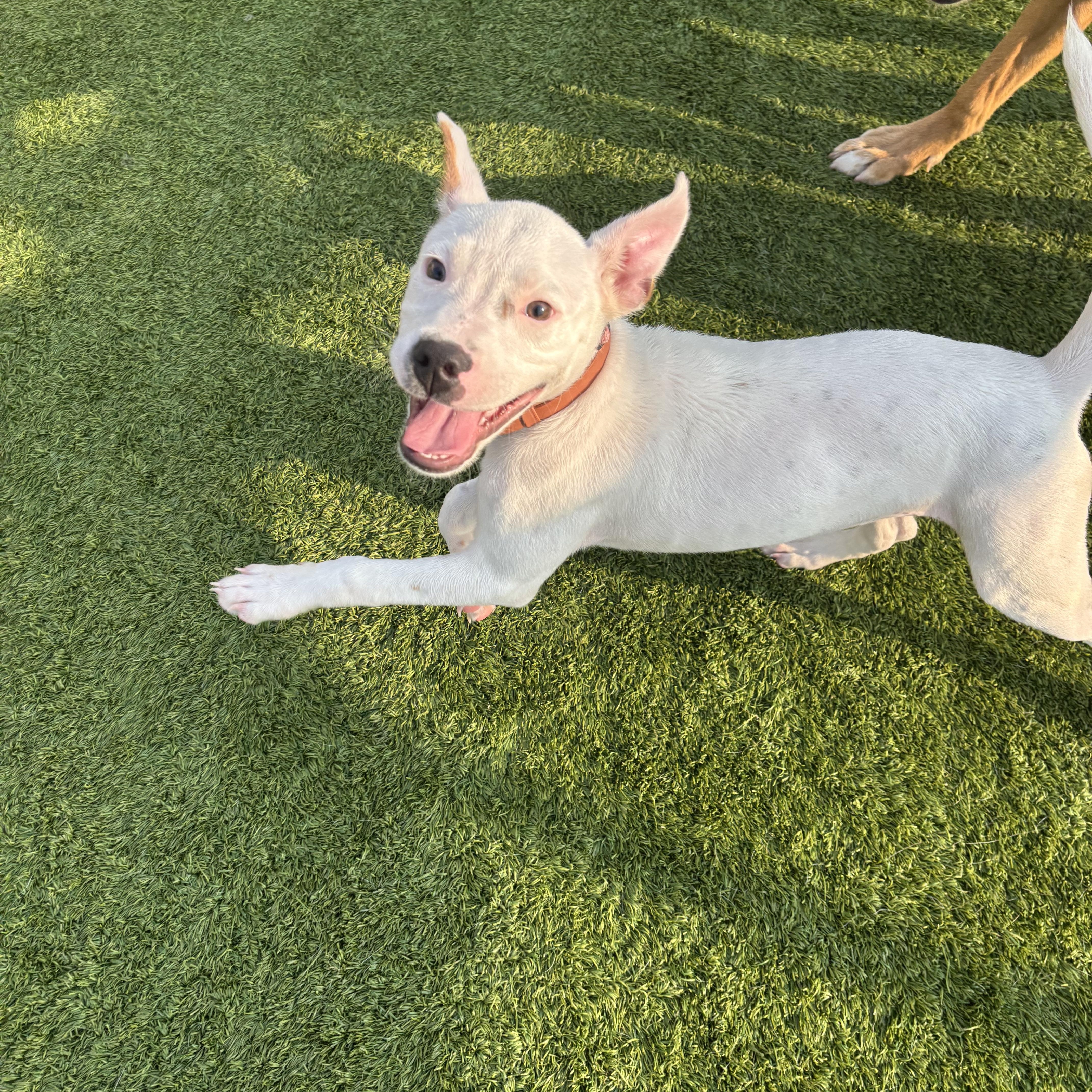 Oddball, ADOPTABLE, Puppy Female Pit Bull Terrier.