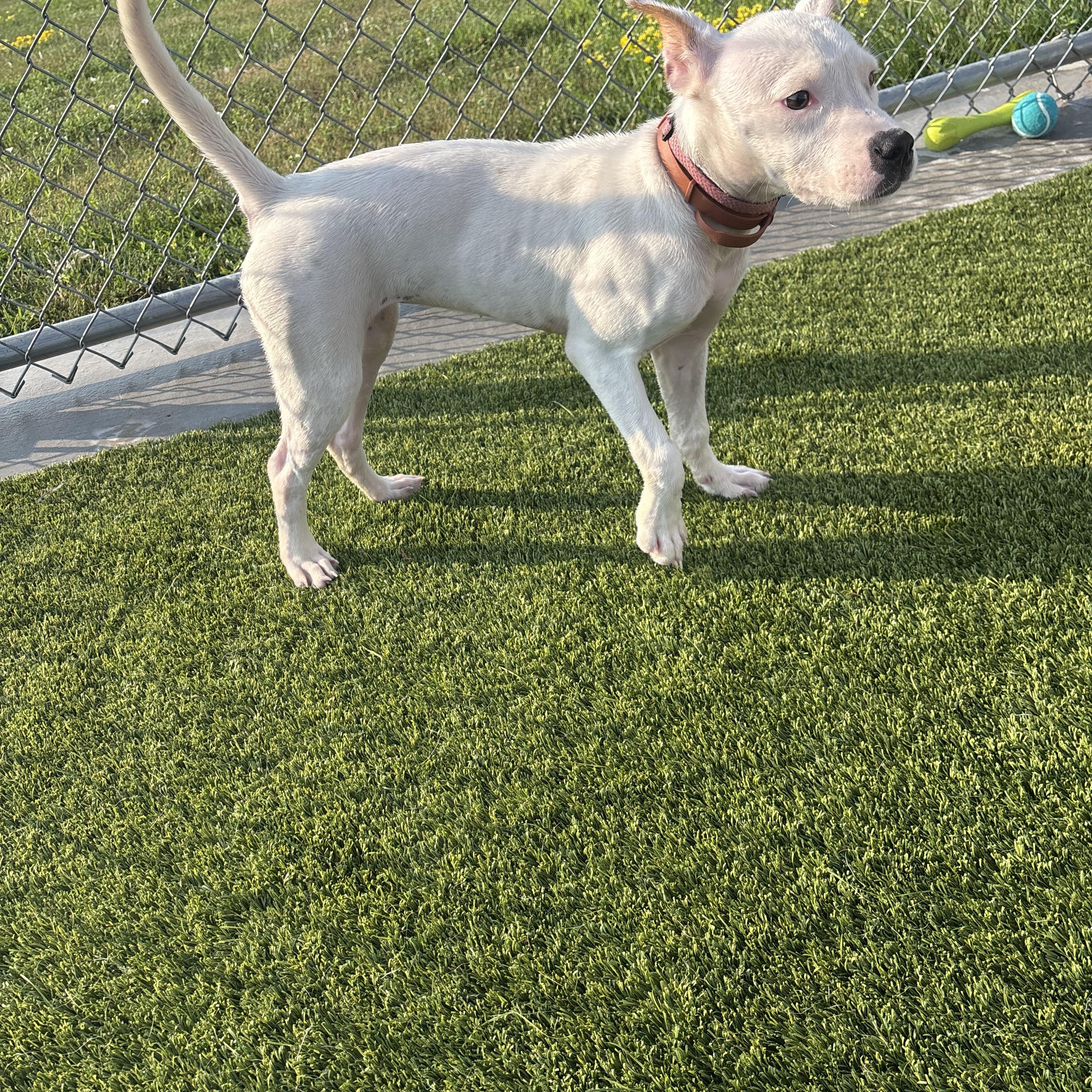 Oddball, a ADOPTABLE mixed breed in Liberty, MO image 6/6
