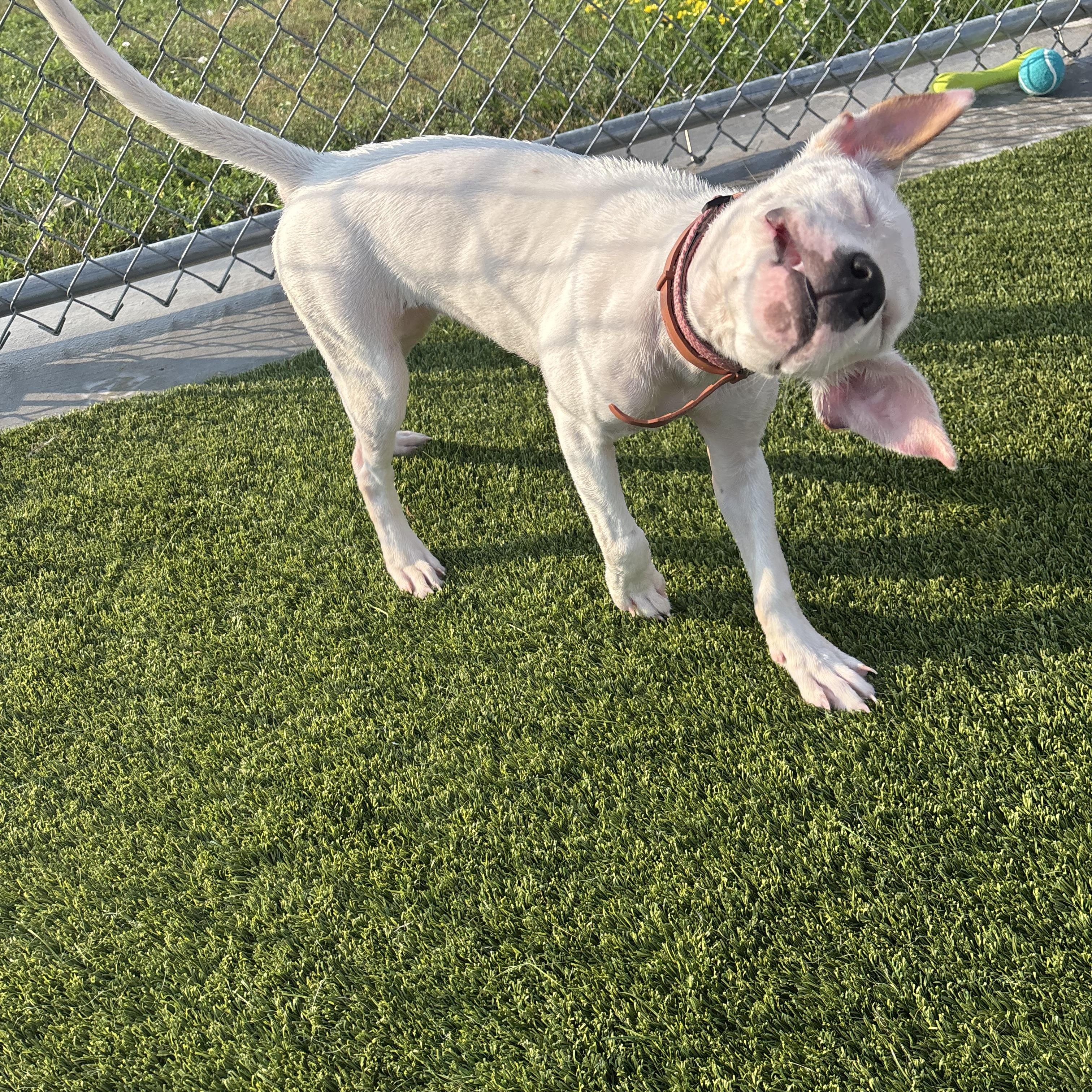 Oddball, a ADOPTABLE mixed breed in Liberty, MO image 2/6