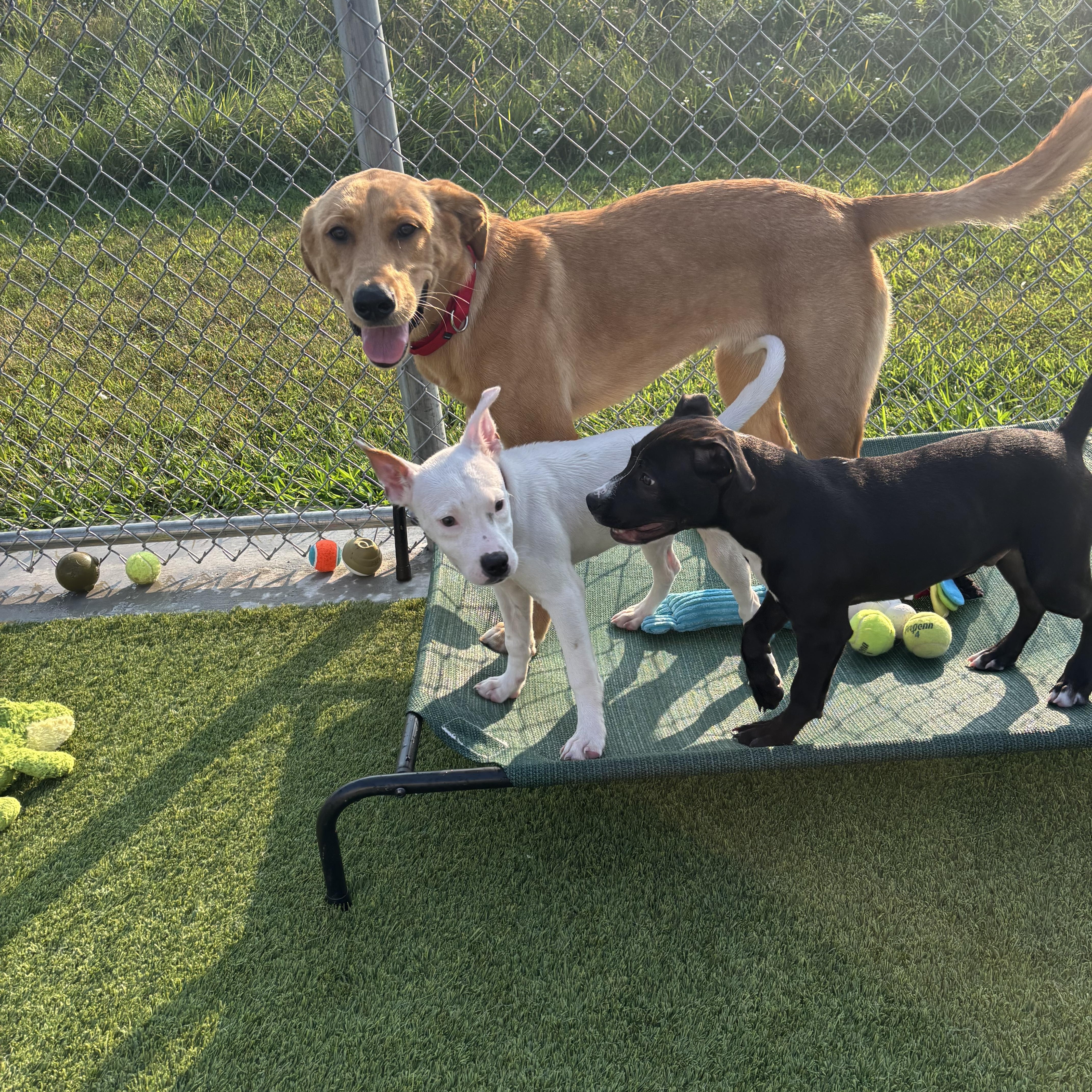 Oddball, a ADOPTABLE mixed breed in Liberty, MO image 5/6