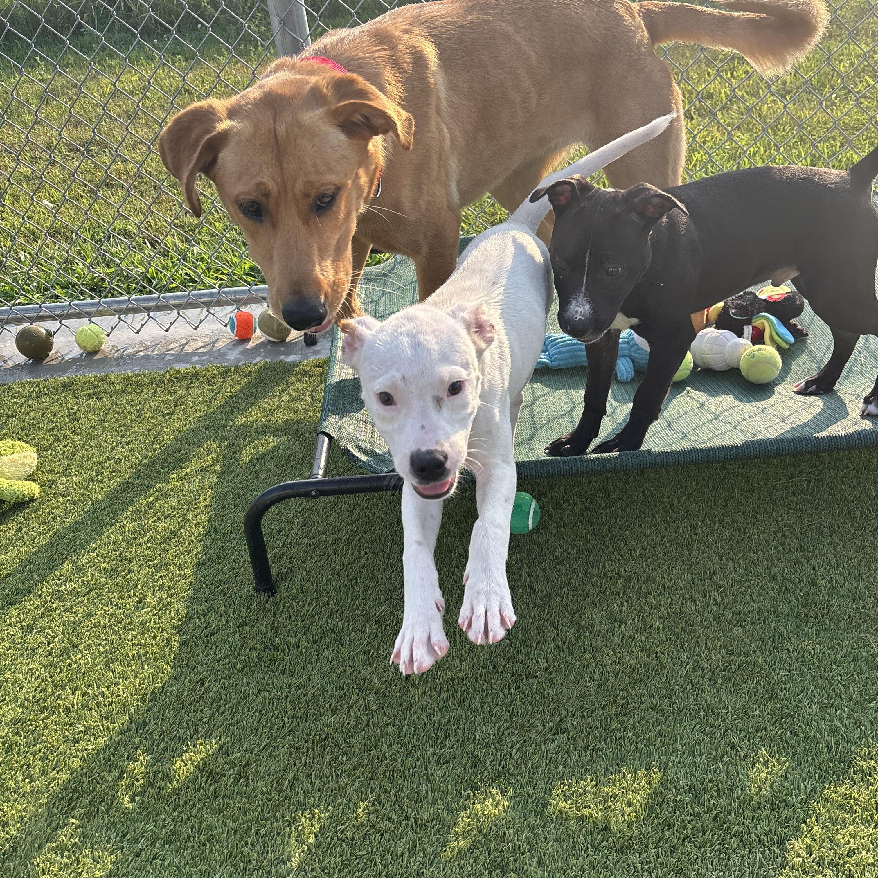 Oddball, a ADOPTABLE mixed breed in Liberty, MO image 3/6