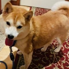 Rena - Home Visit in Process