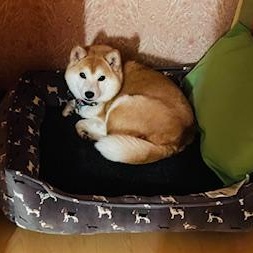 Rena - Home Visit in Process